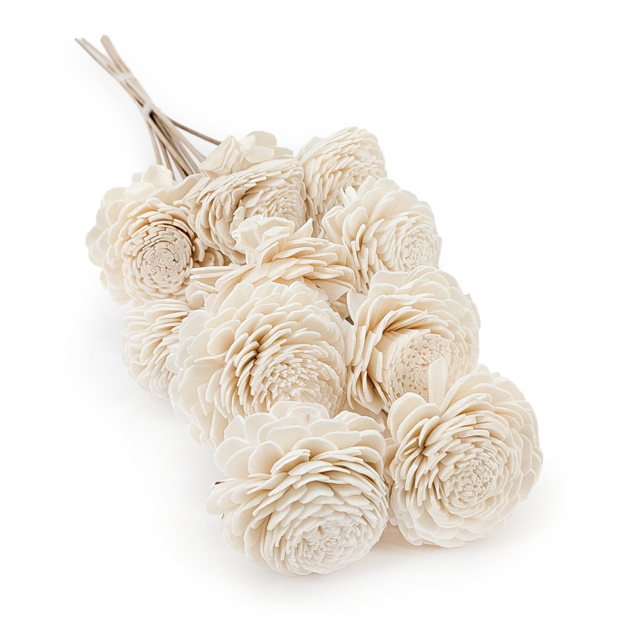 Shola Flower – (Sola Belly) – on Stem – 10 pcs