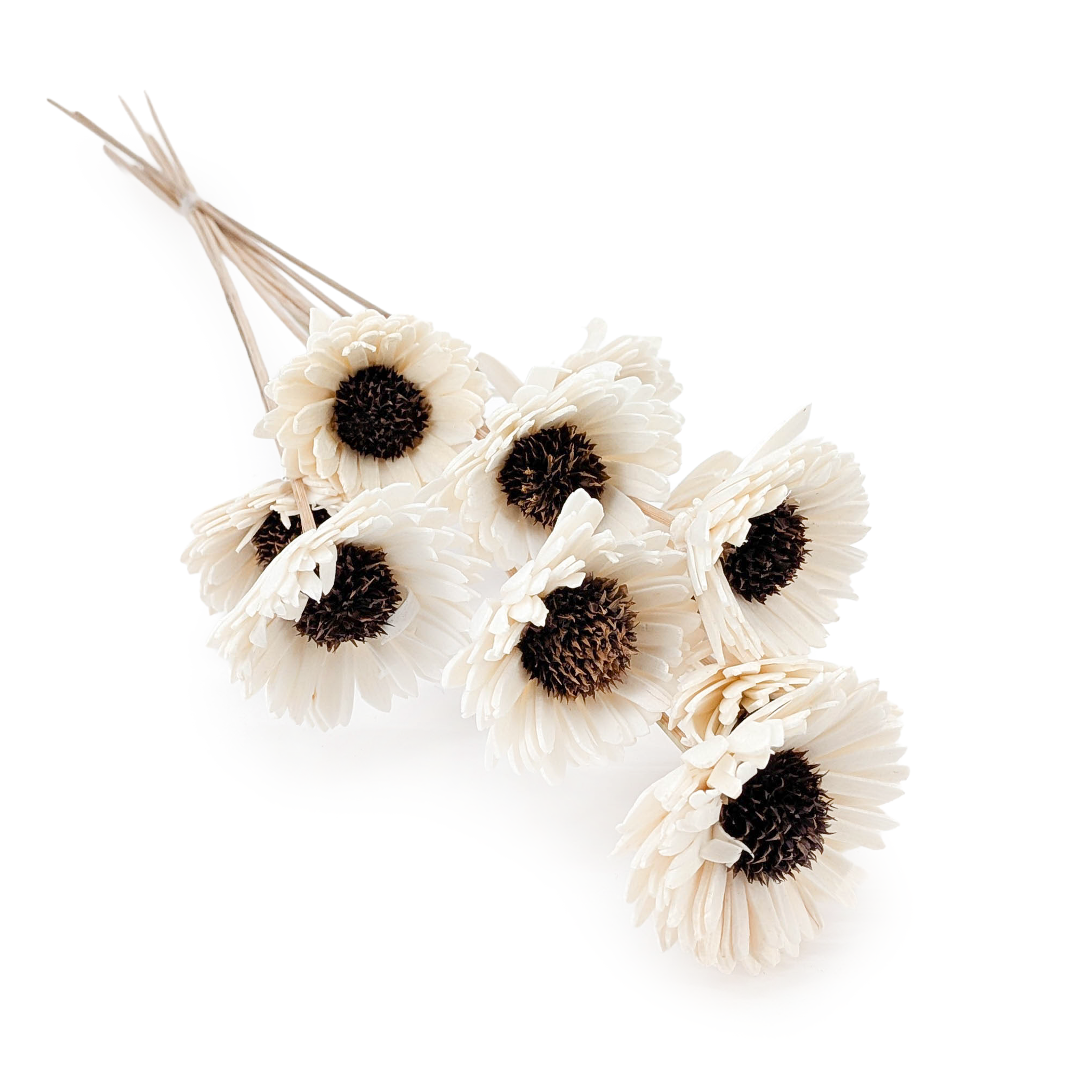 Shola Flower – (Sola Sunflower) – on Stem – 10 pcs
