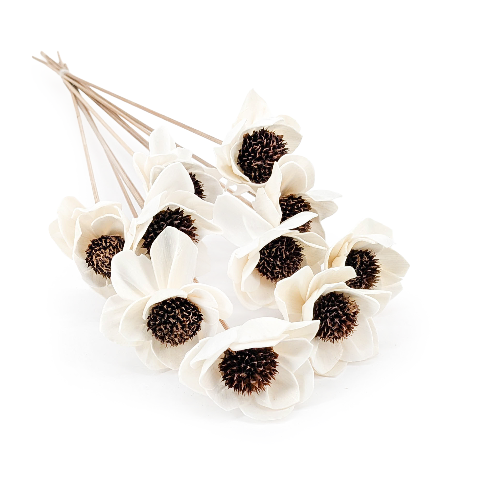 Shola Flower – (Sola Eva) – on Stem – 10 pcs