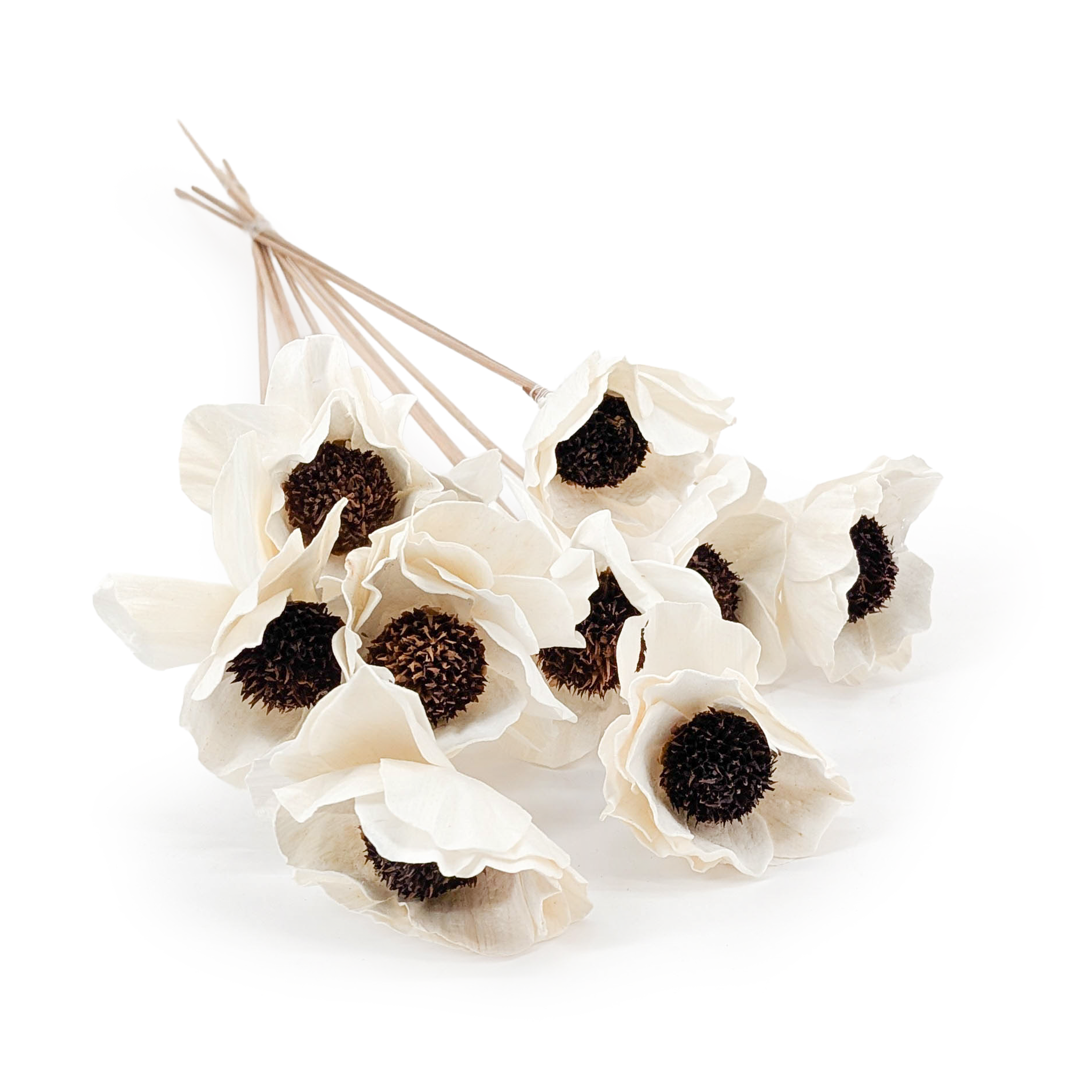 Shola Flower – (Sola Poppy) – on Stem – 10 pcs
