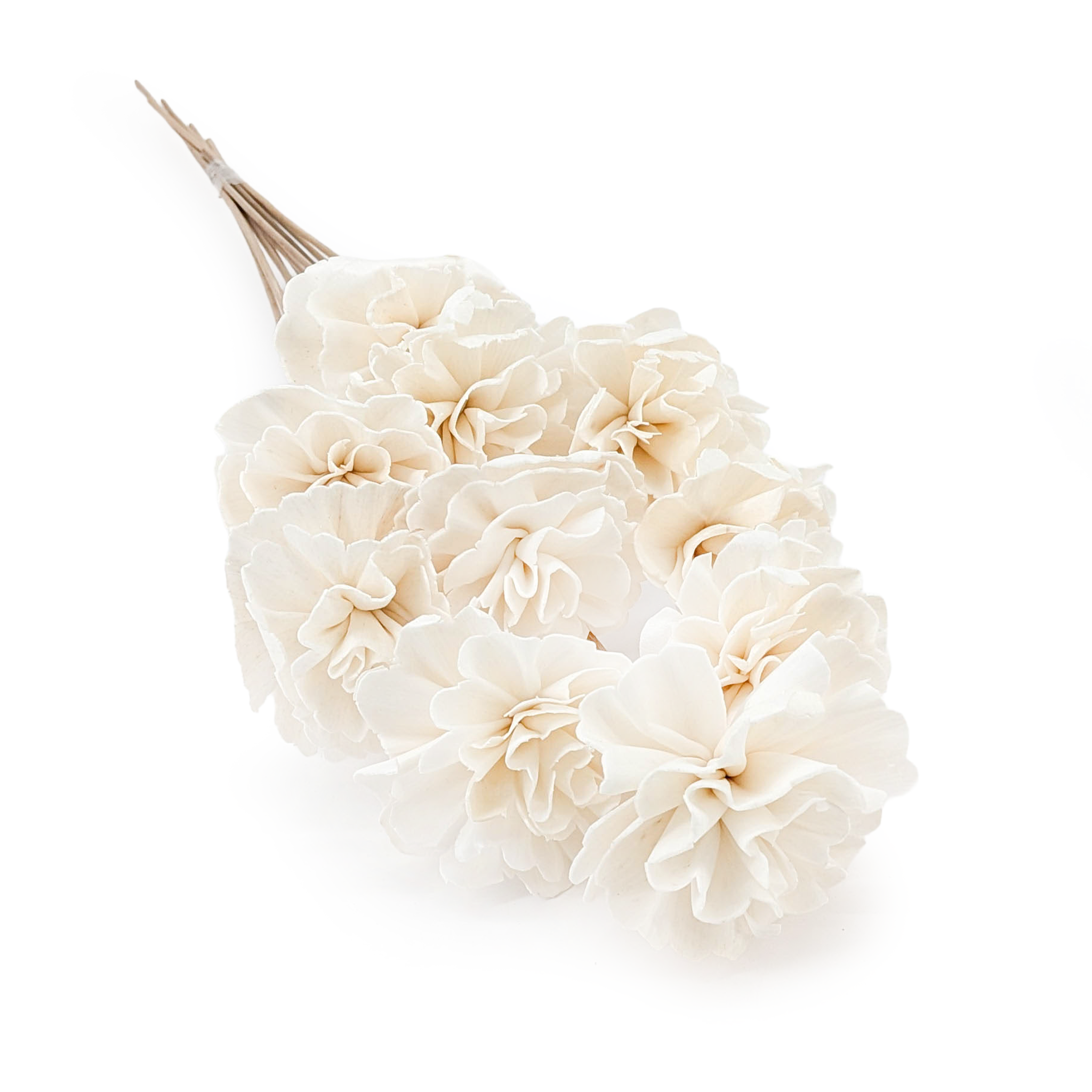 Shola Flower – (Sola Carnation) – on Stem – 10 pcs