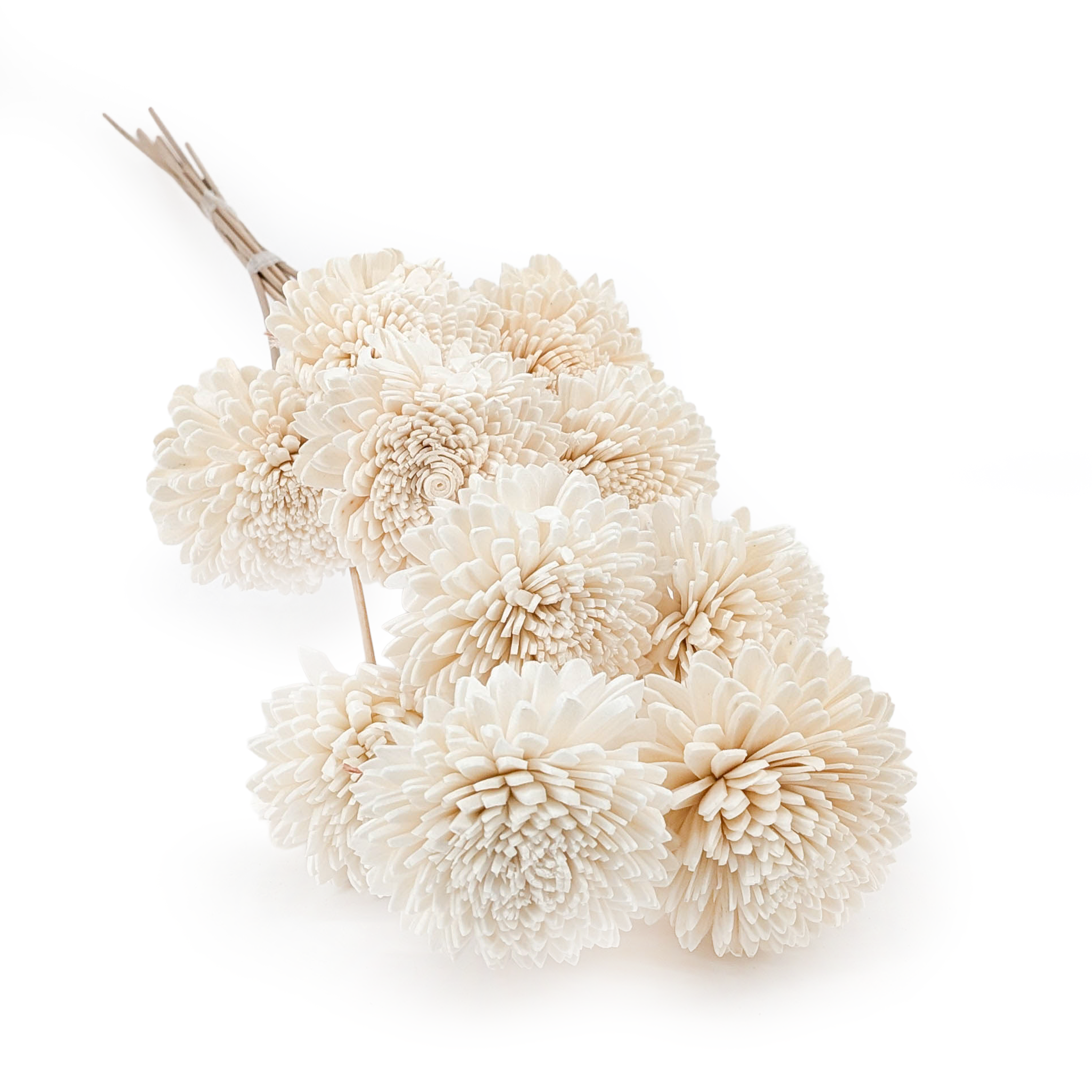 Sola Flower – (Sola Zinnia) – on Stem – 10 