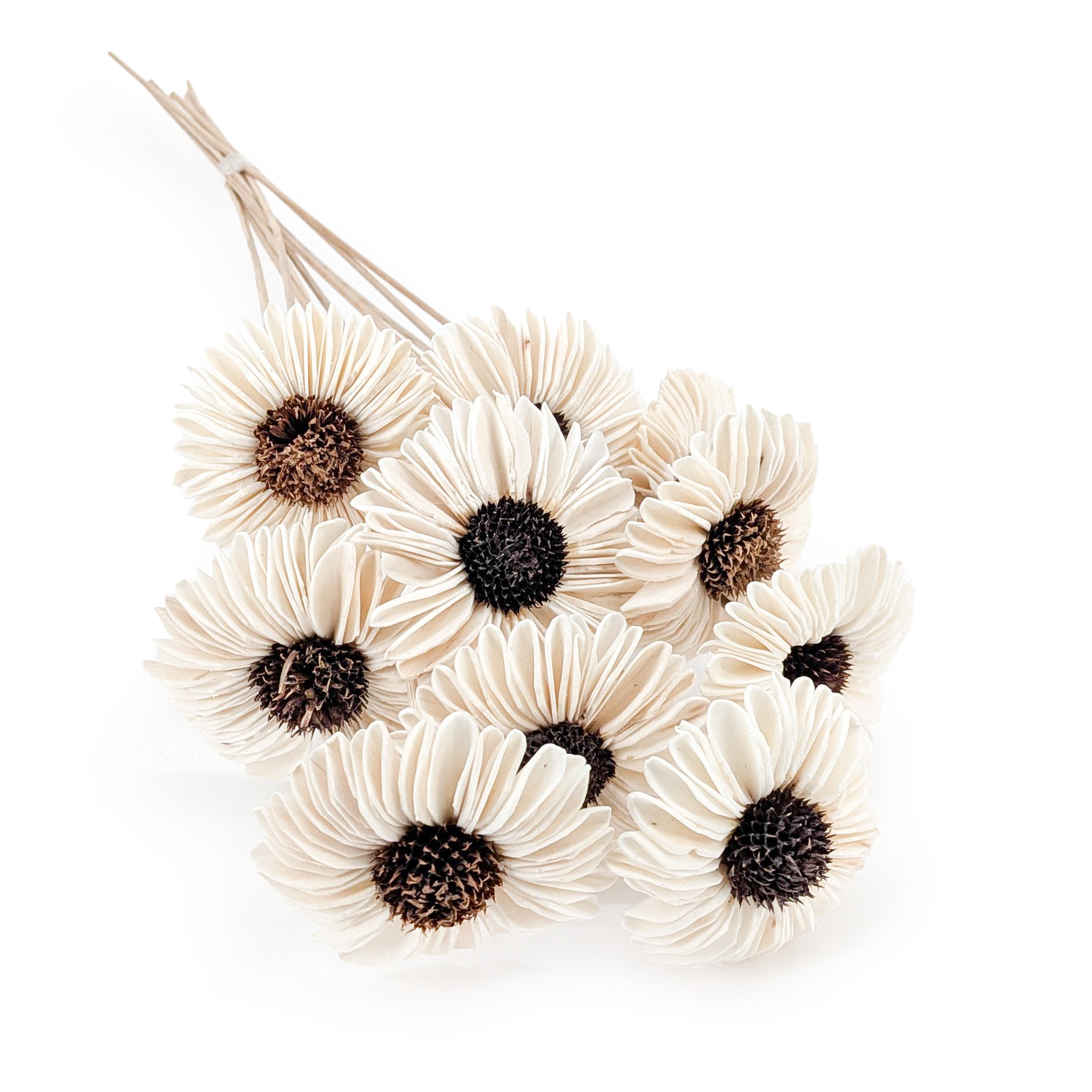 Shola Flower – (Sola Suzi) – on Stem – 10 pcs