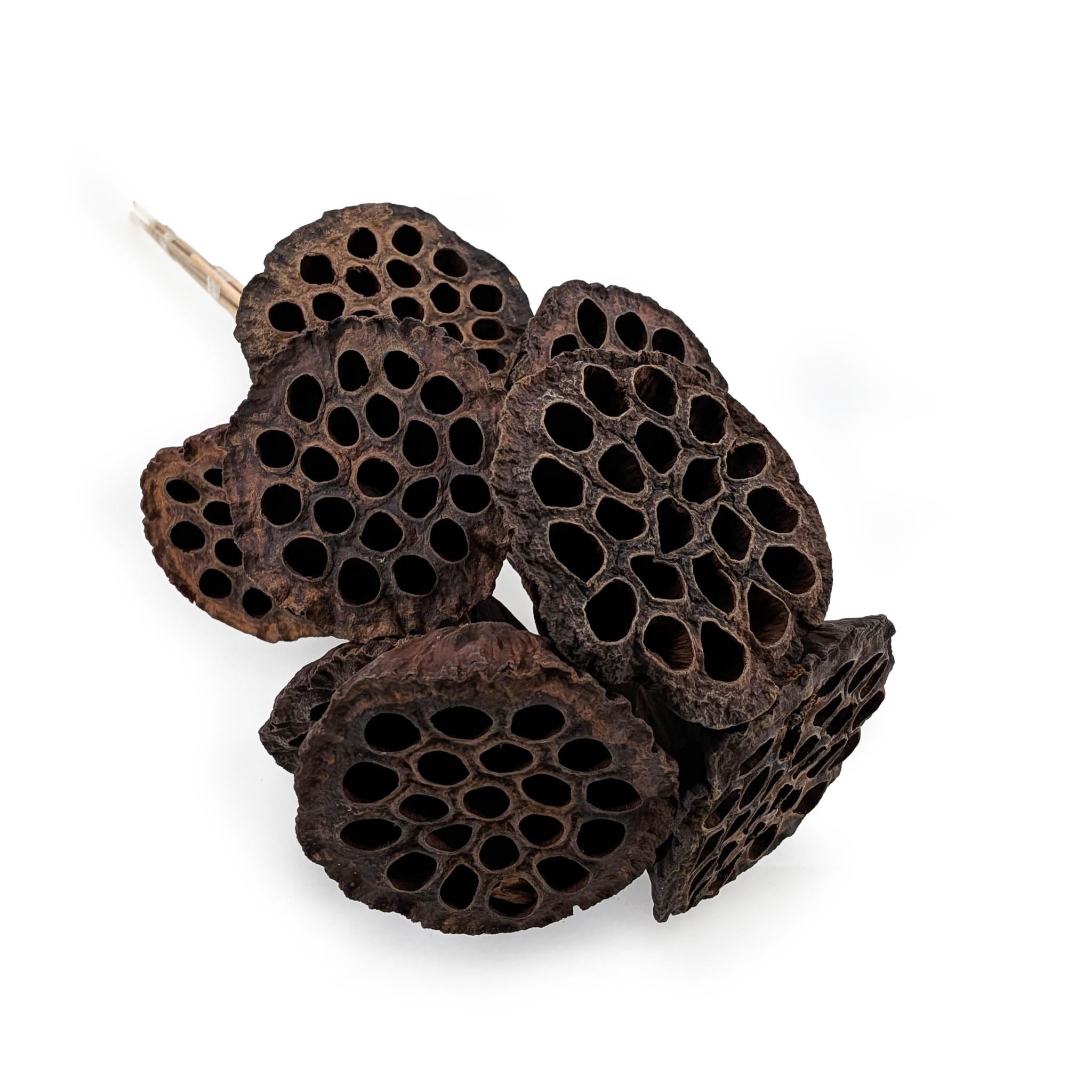 Large XXL Lotus on Stem (Natural) - Exotic Dried - Pack of 10