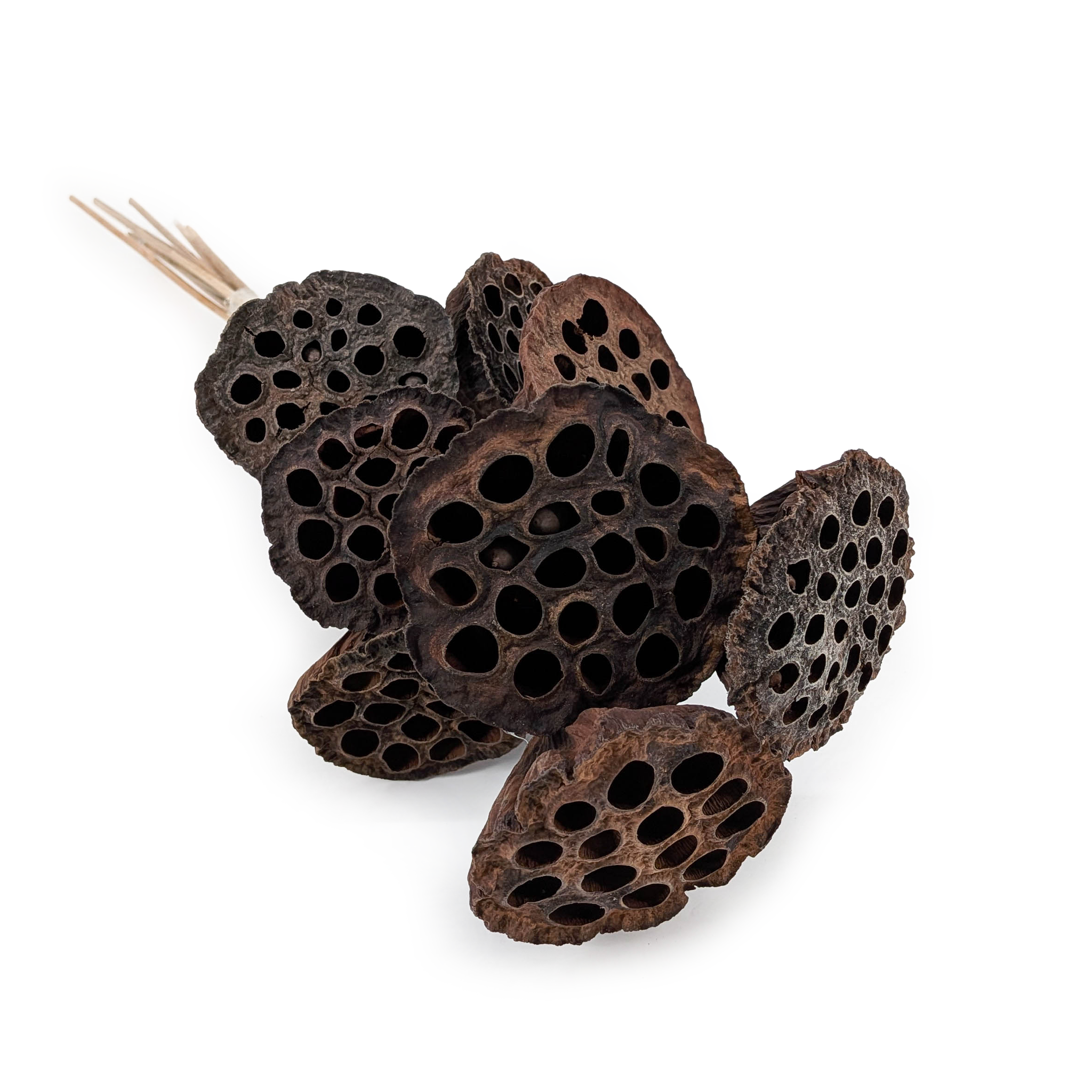Medium Lotus on Stem (Natural) - Exotic Dried - Pack of 10