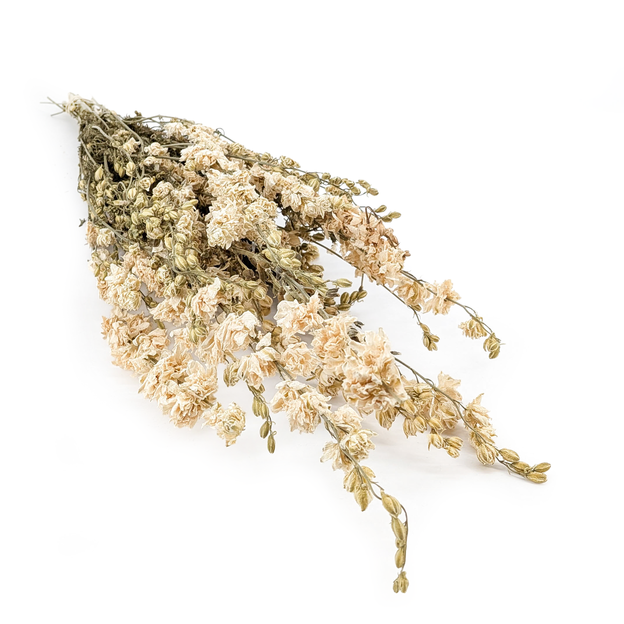 Delphinium Dried - Larkspur - White