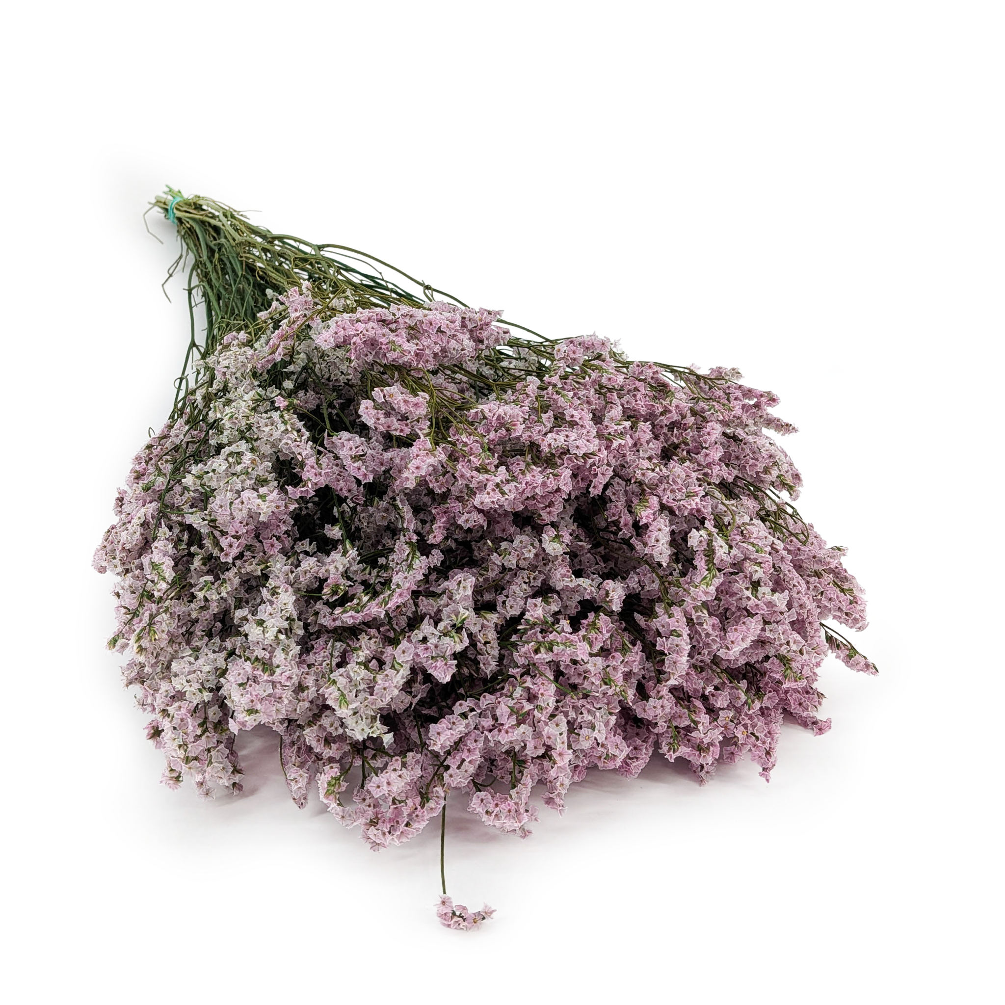 Preserved Limonium – (Limonium Sinense) – Dusty Lilac