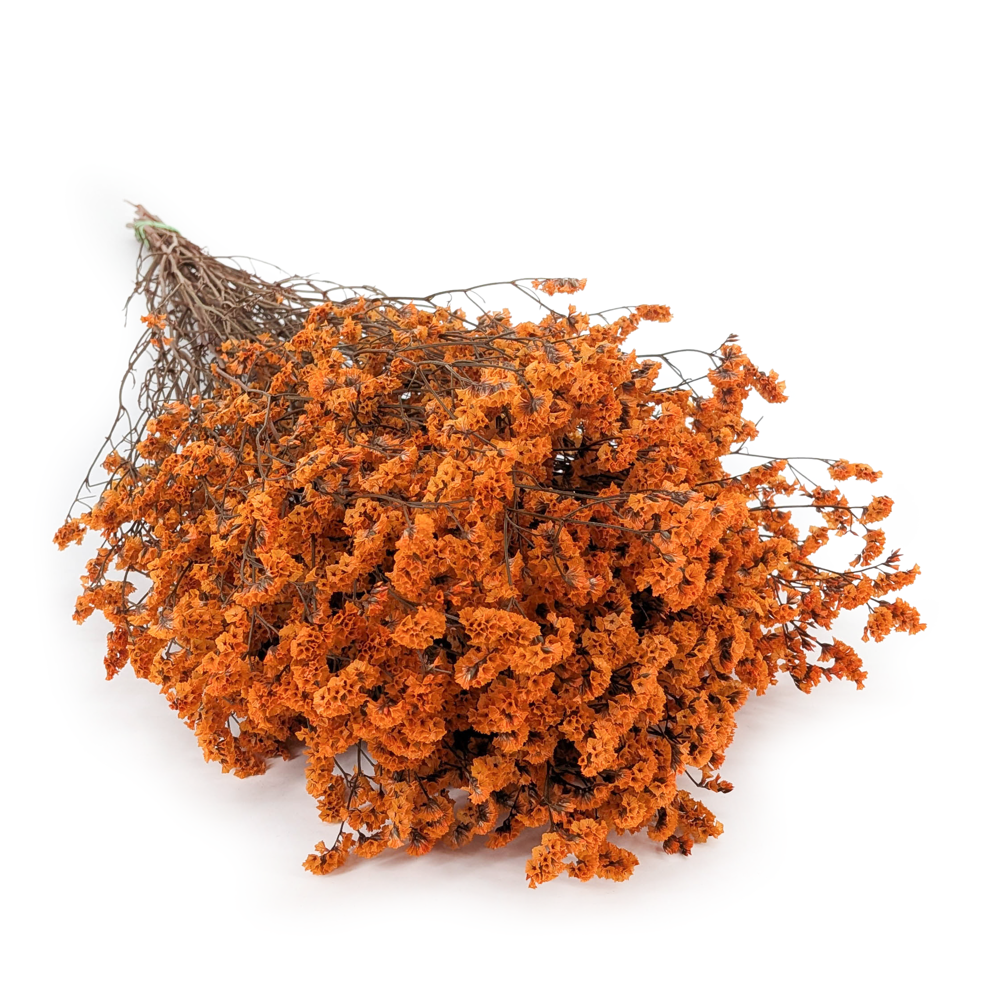Preserved Limonium – (Limonium Sinense) – Burnt Apricot