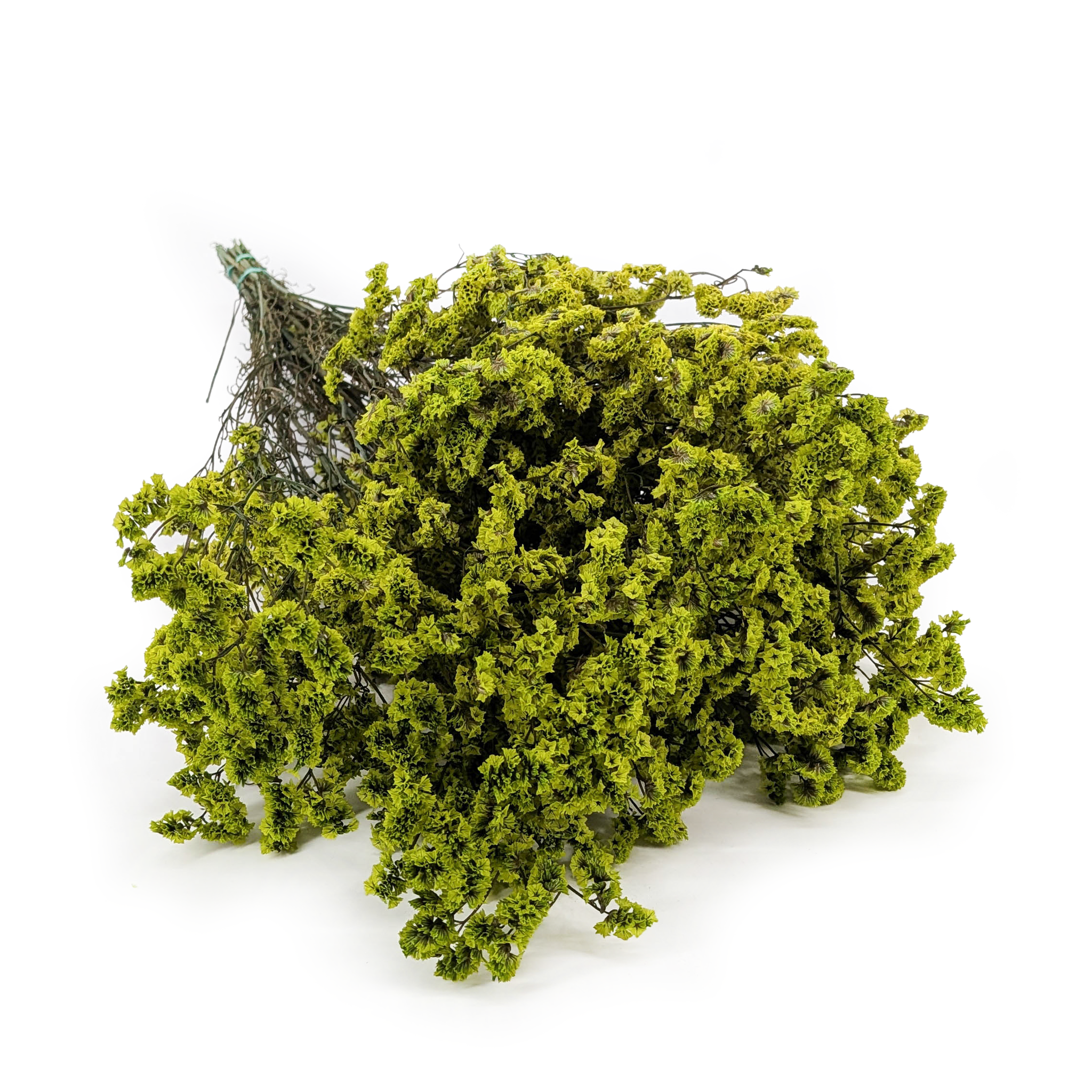 Preserved Limonium – (Limonium Sinense) – Fresh Green