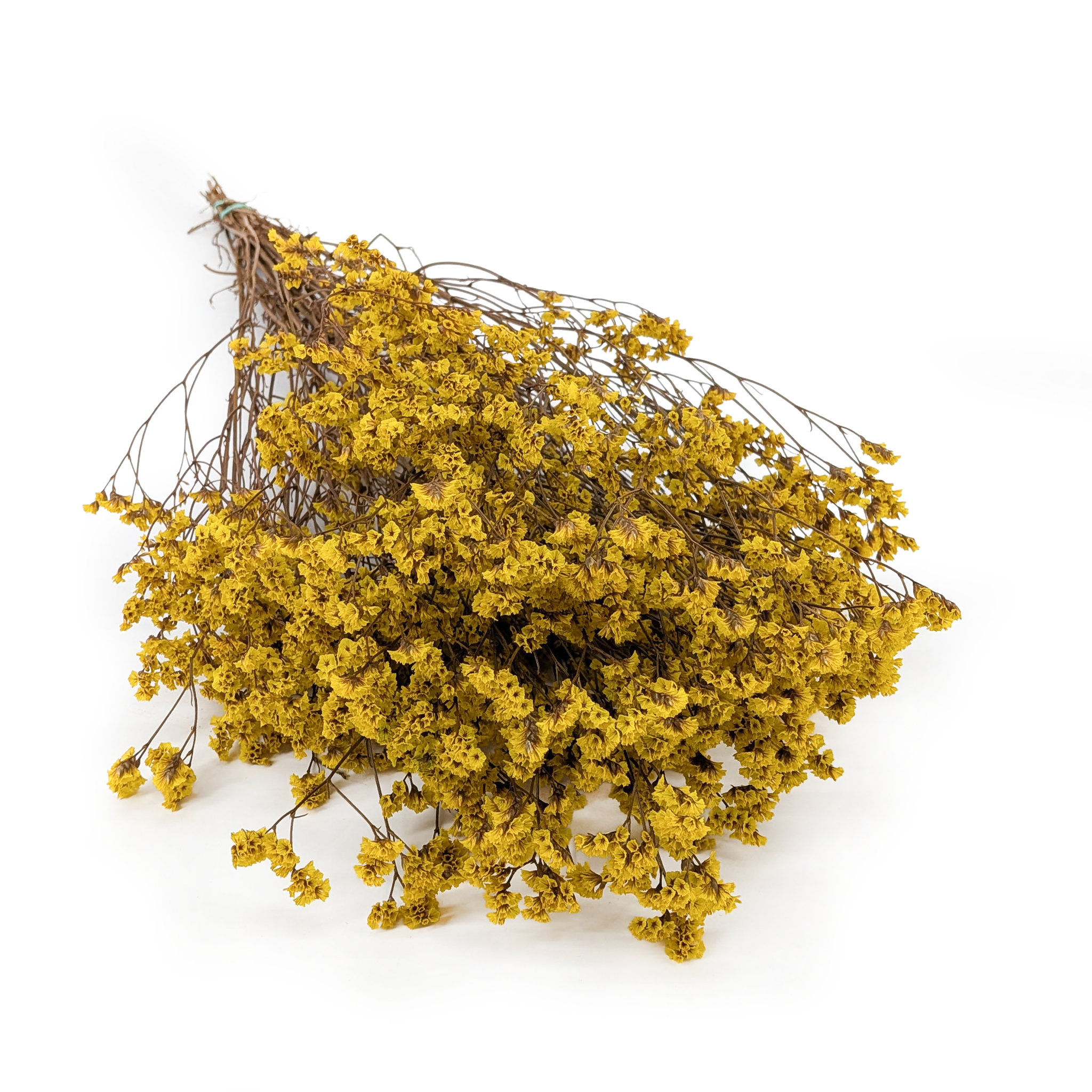 Preserved Limonium – (Limonium Sinense) – Saffron Yellow