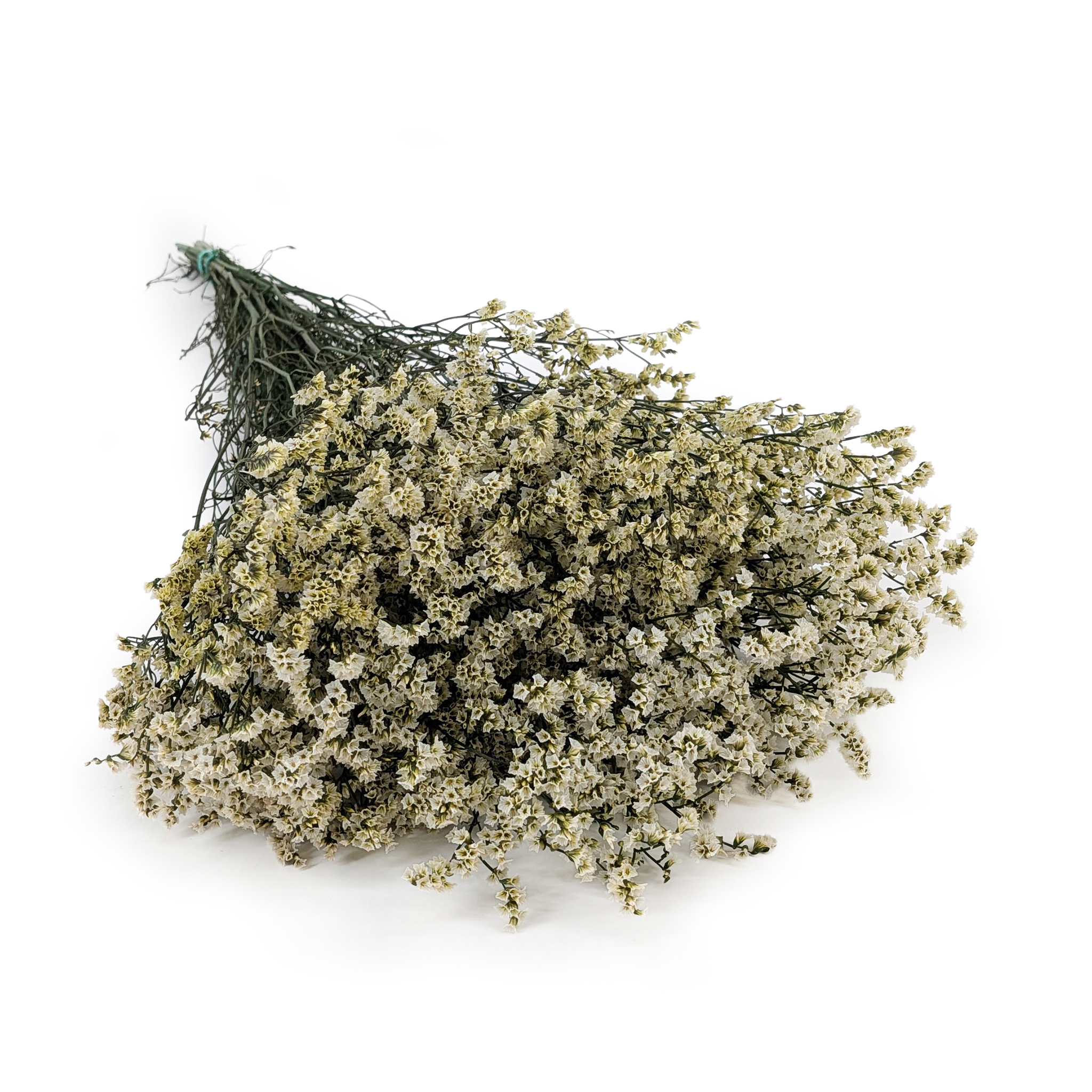 Preserved Limonium – (Limonium Sinense) – Natural White