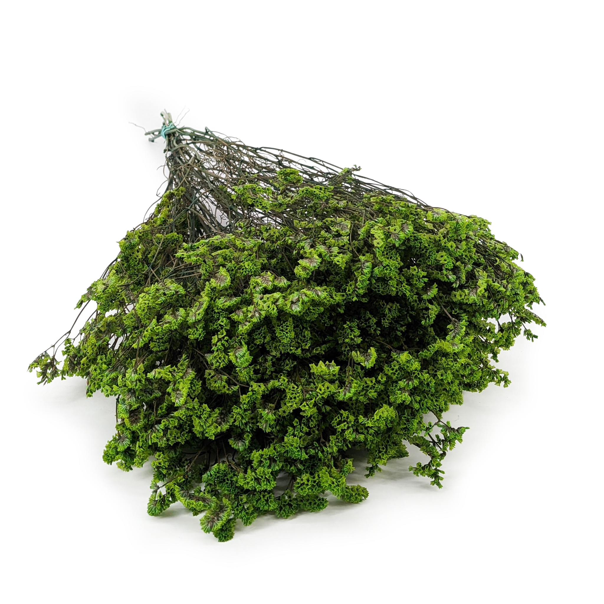Preserved Limonium – (Limonium Sinense) – Deep Green