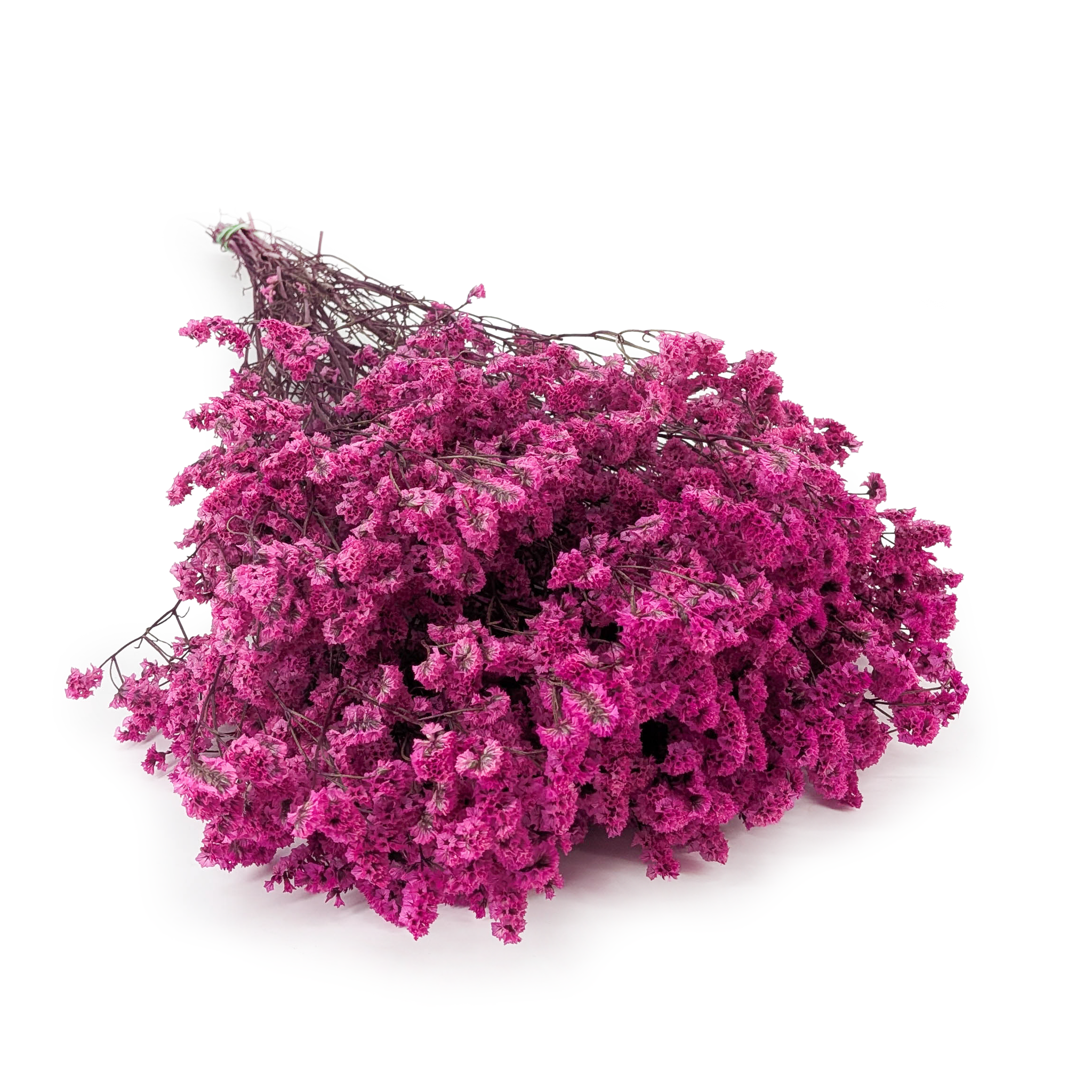 Preserved Limonium – (Limonium Sinense) – Raspberry Fuchsia
