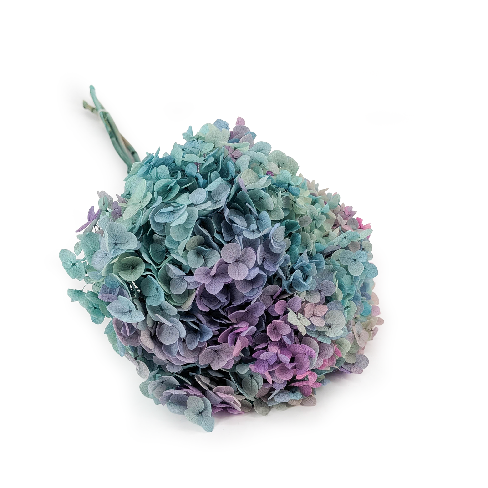 Hydrangea Preserved - (Hydrangea Cabeza) - Royal - Green Aurora