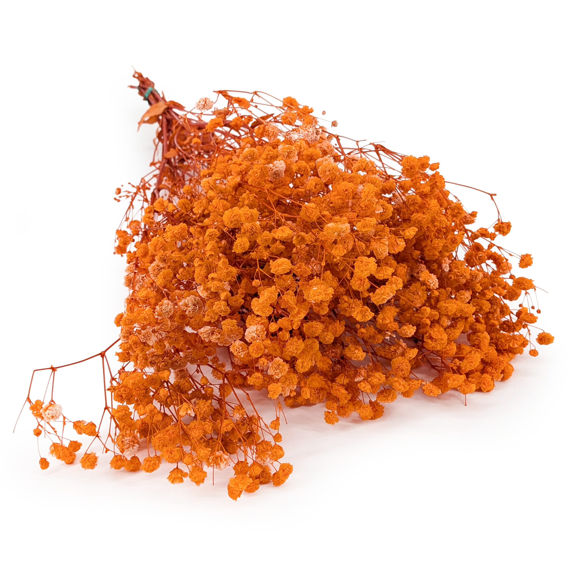 Stabilized Gypsophila - (Gypsophila) - Royal Bouquet - Orange