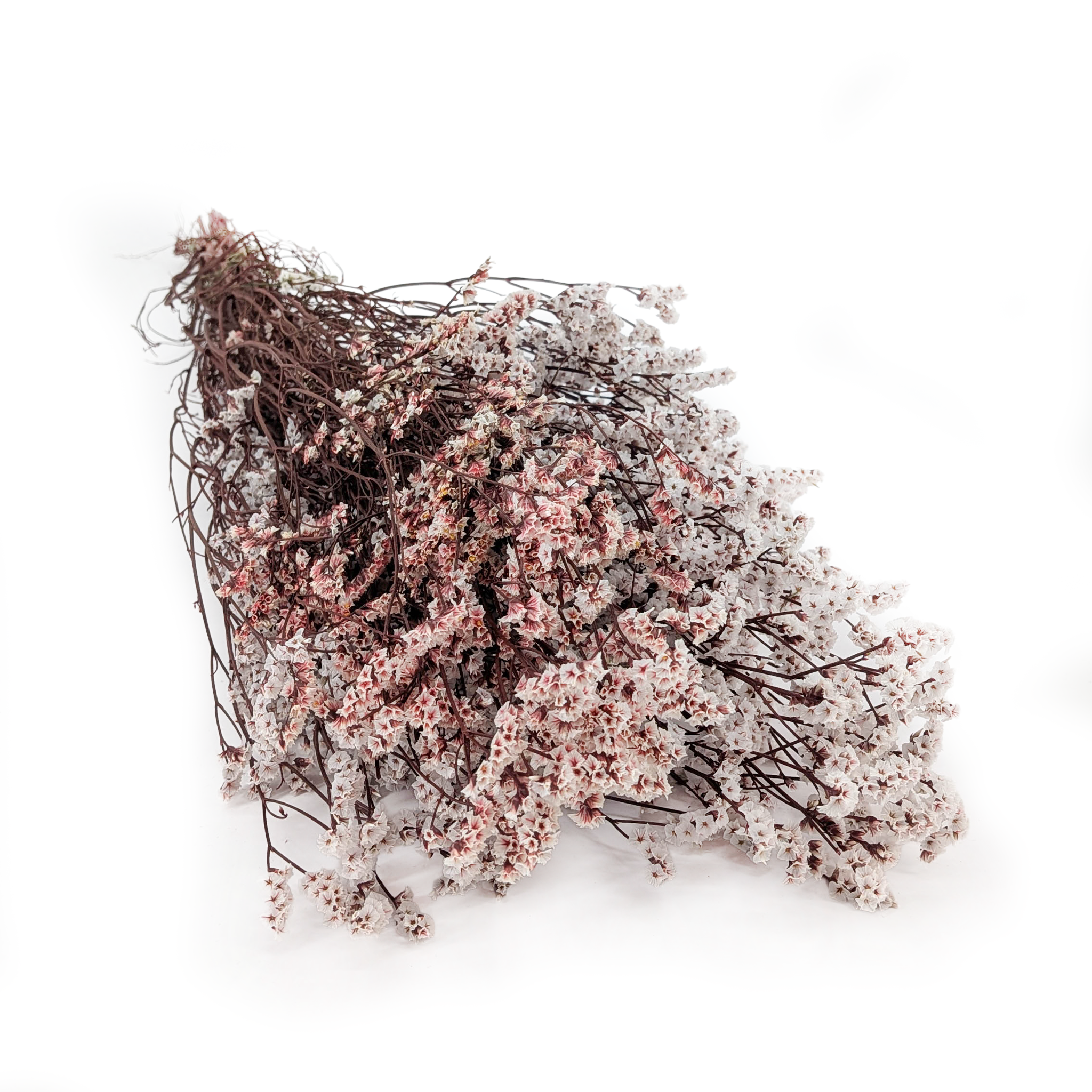 Preserved Limonium – (Limonium Sinense) – Vintage Cream