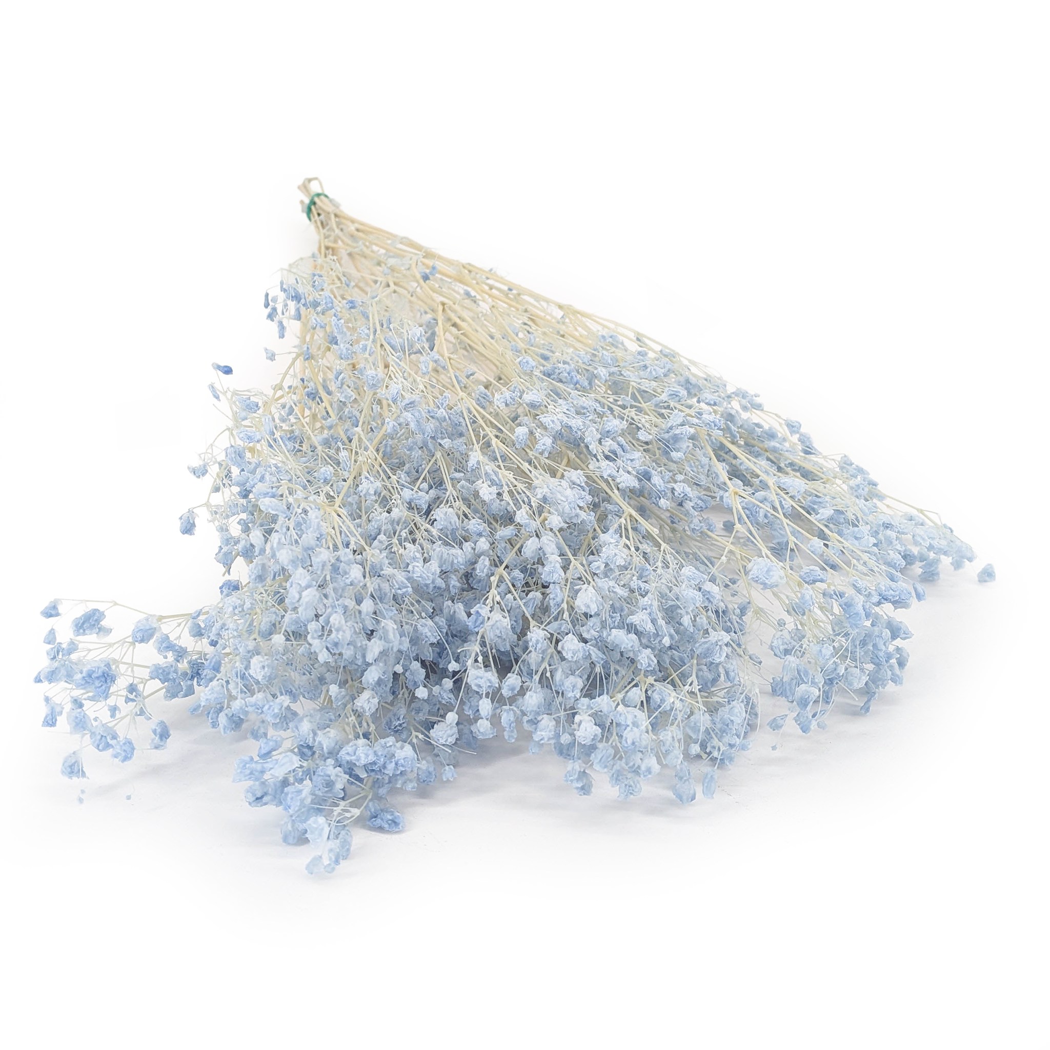 Preserved Gypsophila - Cotton - (Gypsophila) - Sky Blue