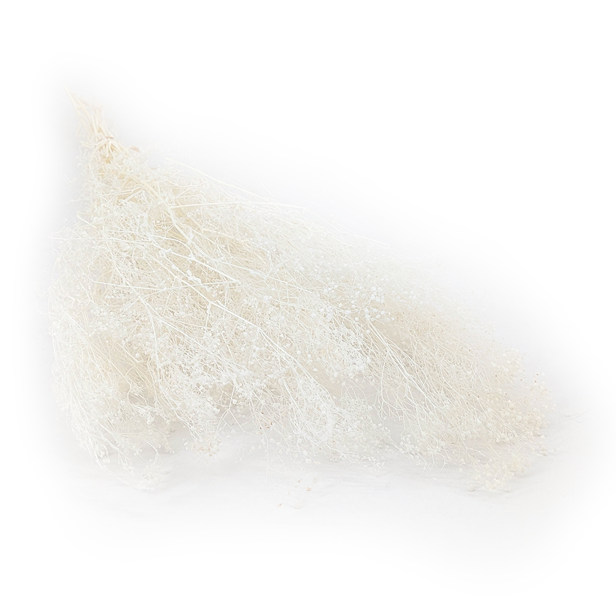 Preserved Small Gypsophila - Baby's Breath - Bleached White