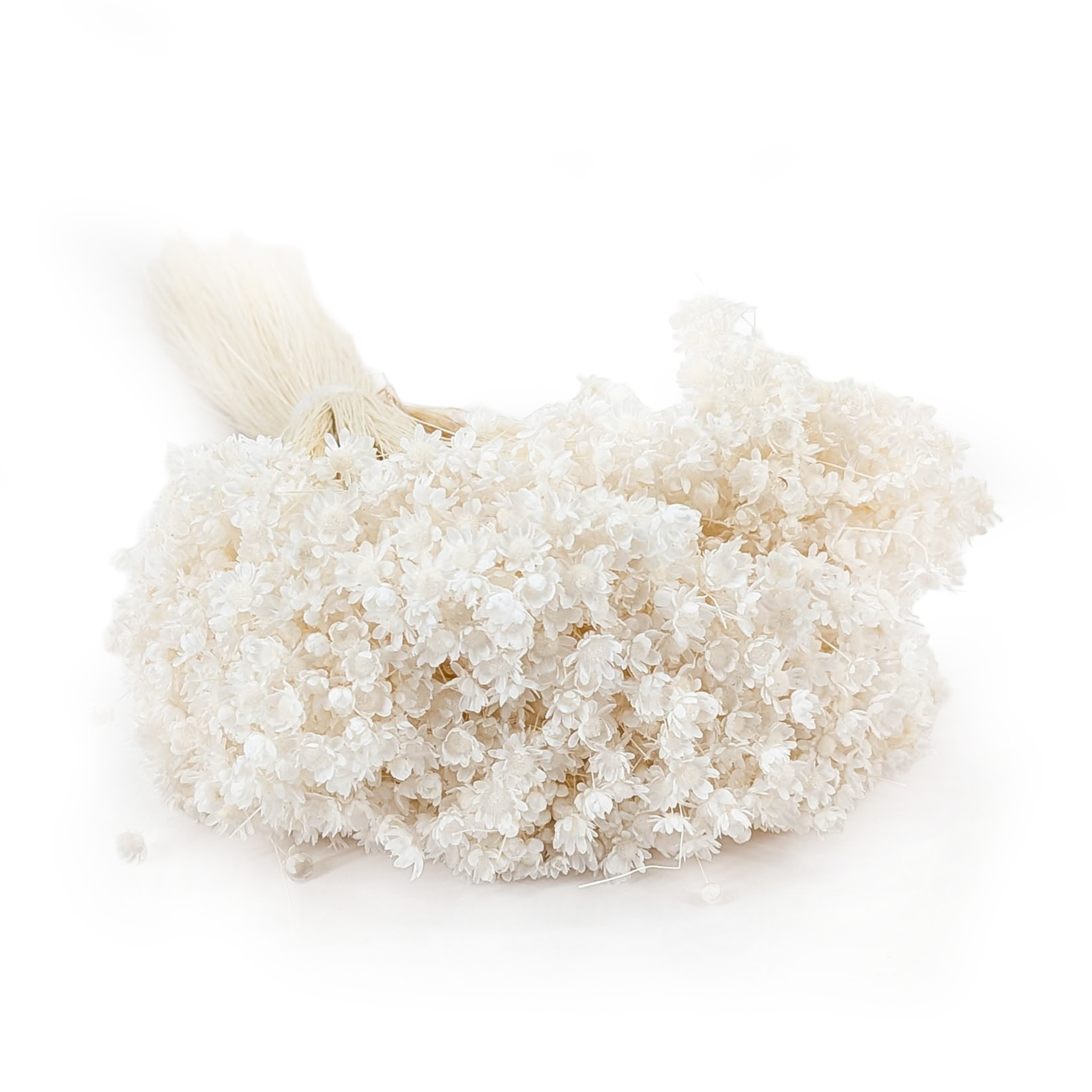 Dried Glixia - (Glixia Marcela) - Bleached