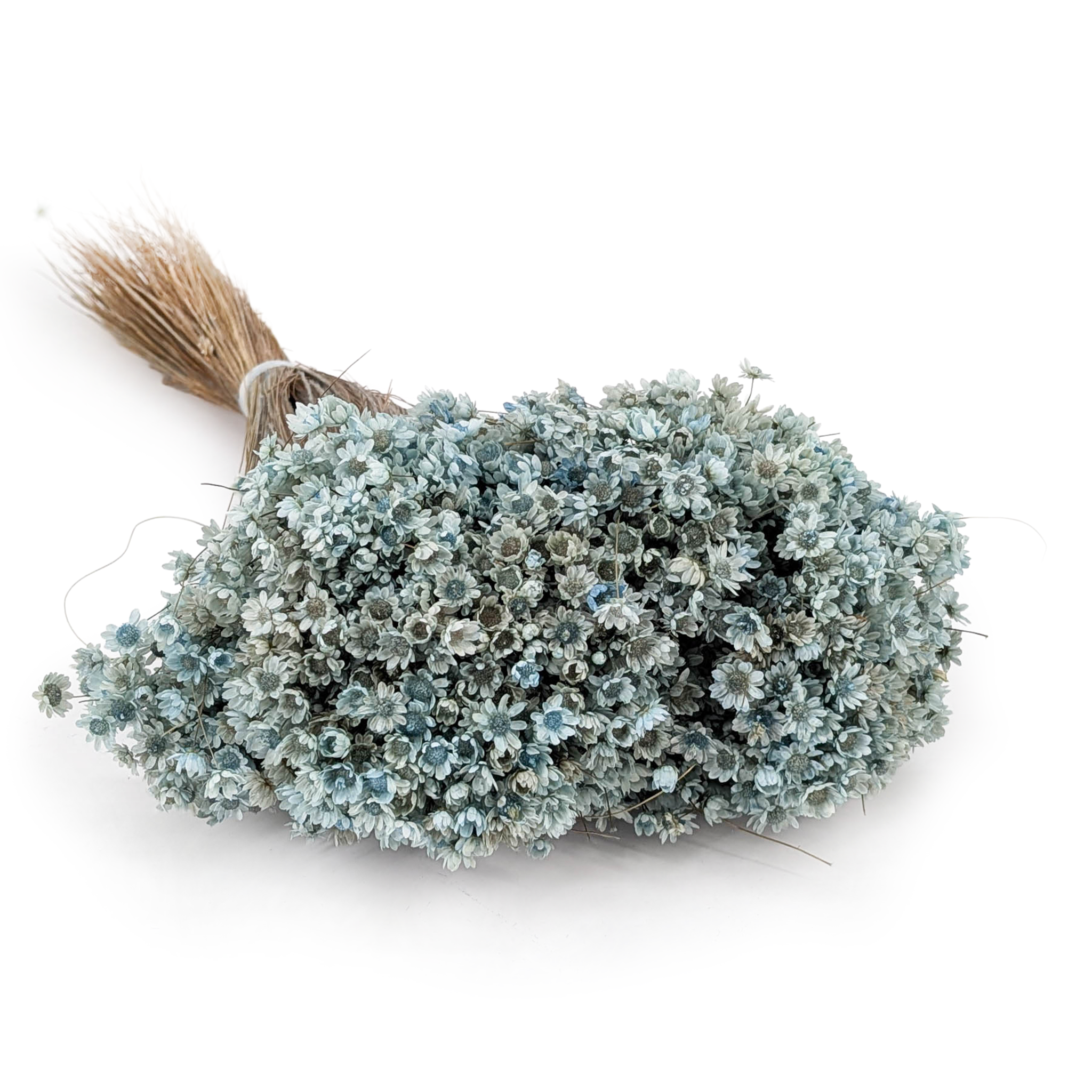 Dried Glixia - (Marcela) - Light Blue