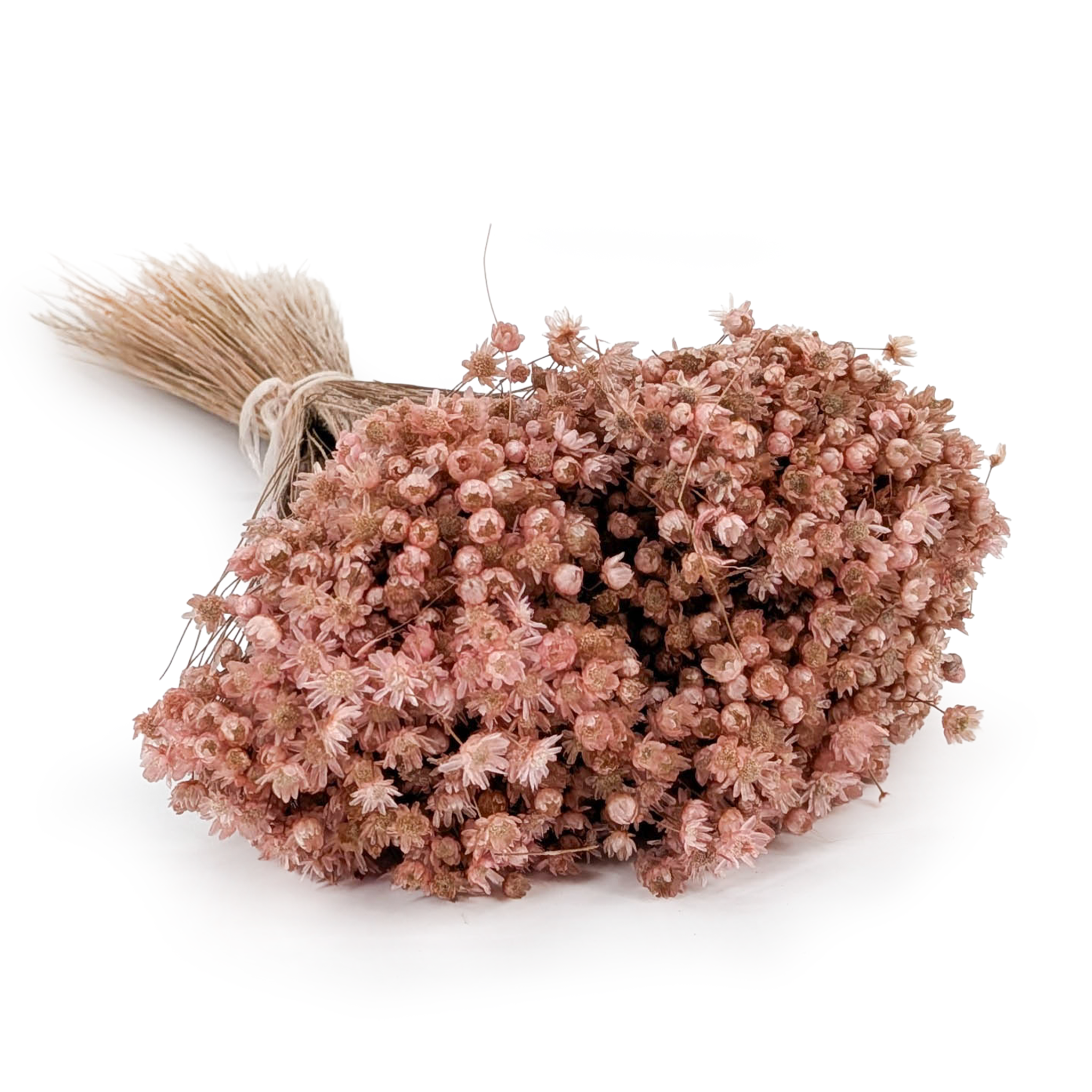 Dried Glixia - (Marcela) - Light Pink