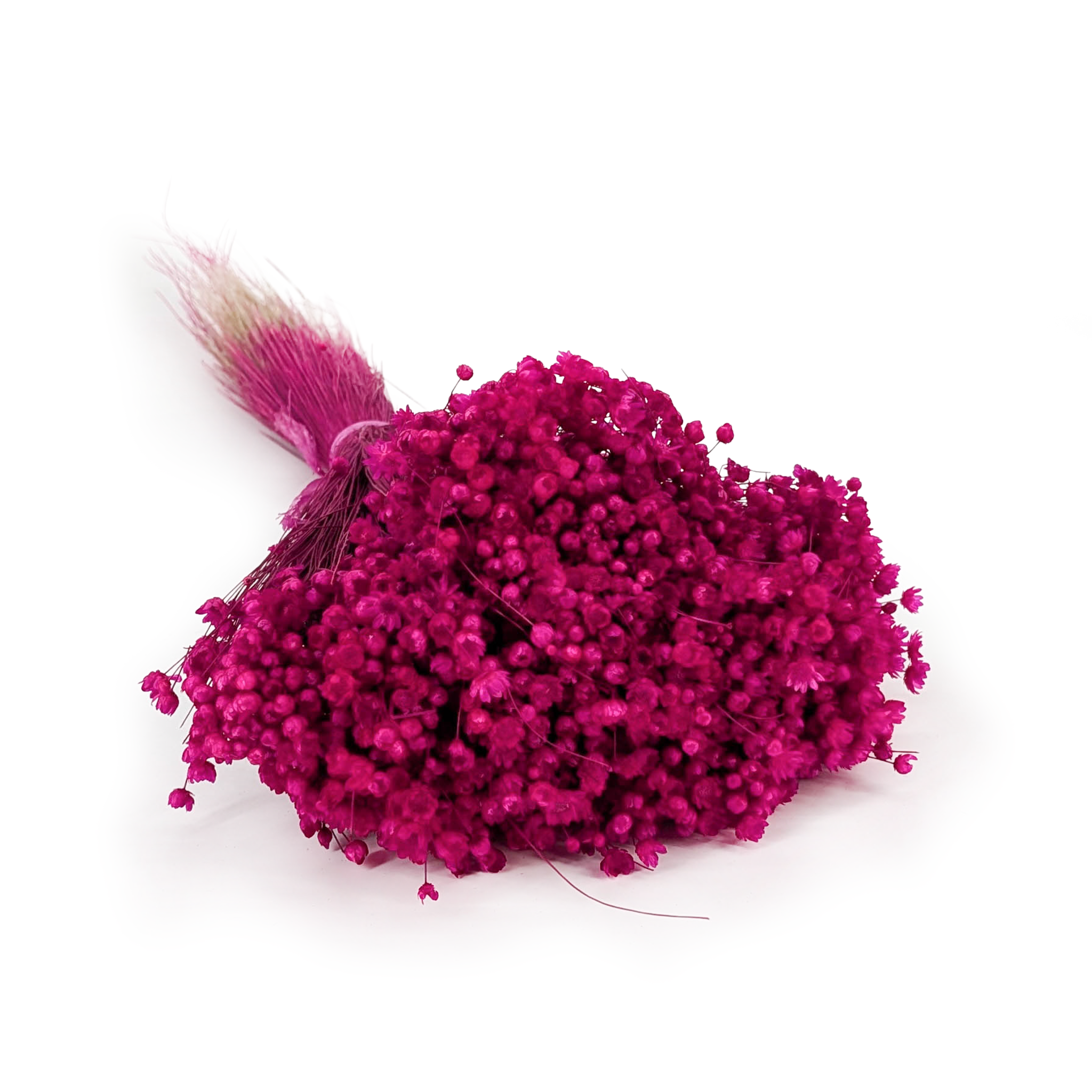 Glixia Dried - (Glixia Marcela) - Neon Fuchsia