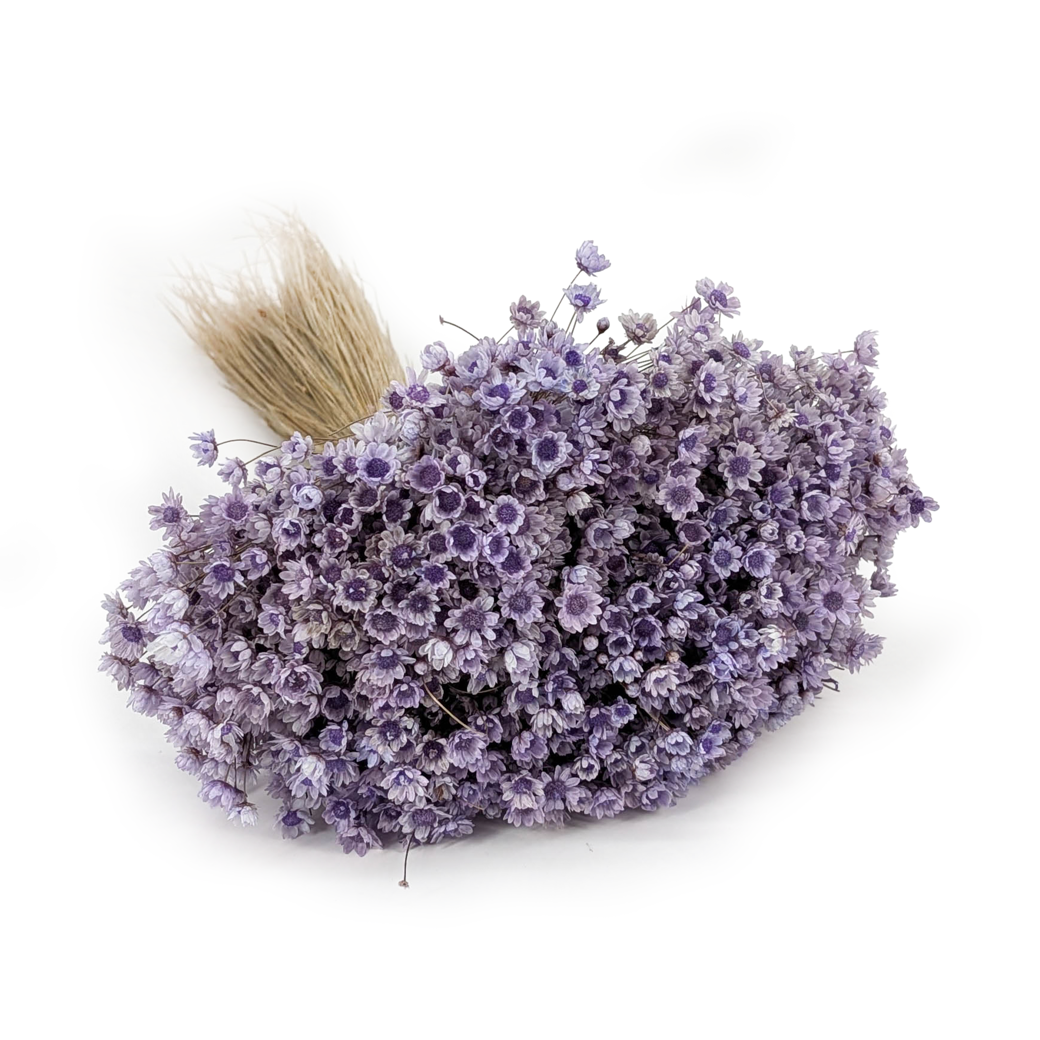 Glixia Dried - (Glixia Marcela) - Lavender