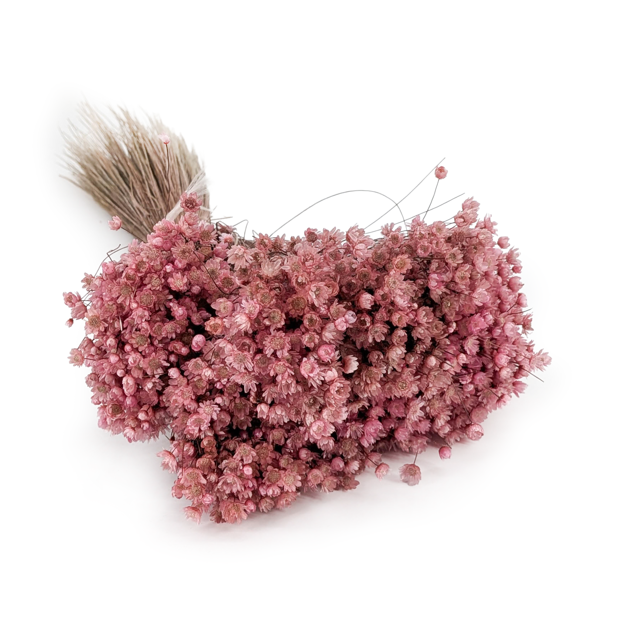 Dried Glixia - (Marcela) - Raspberry Pink