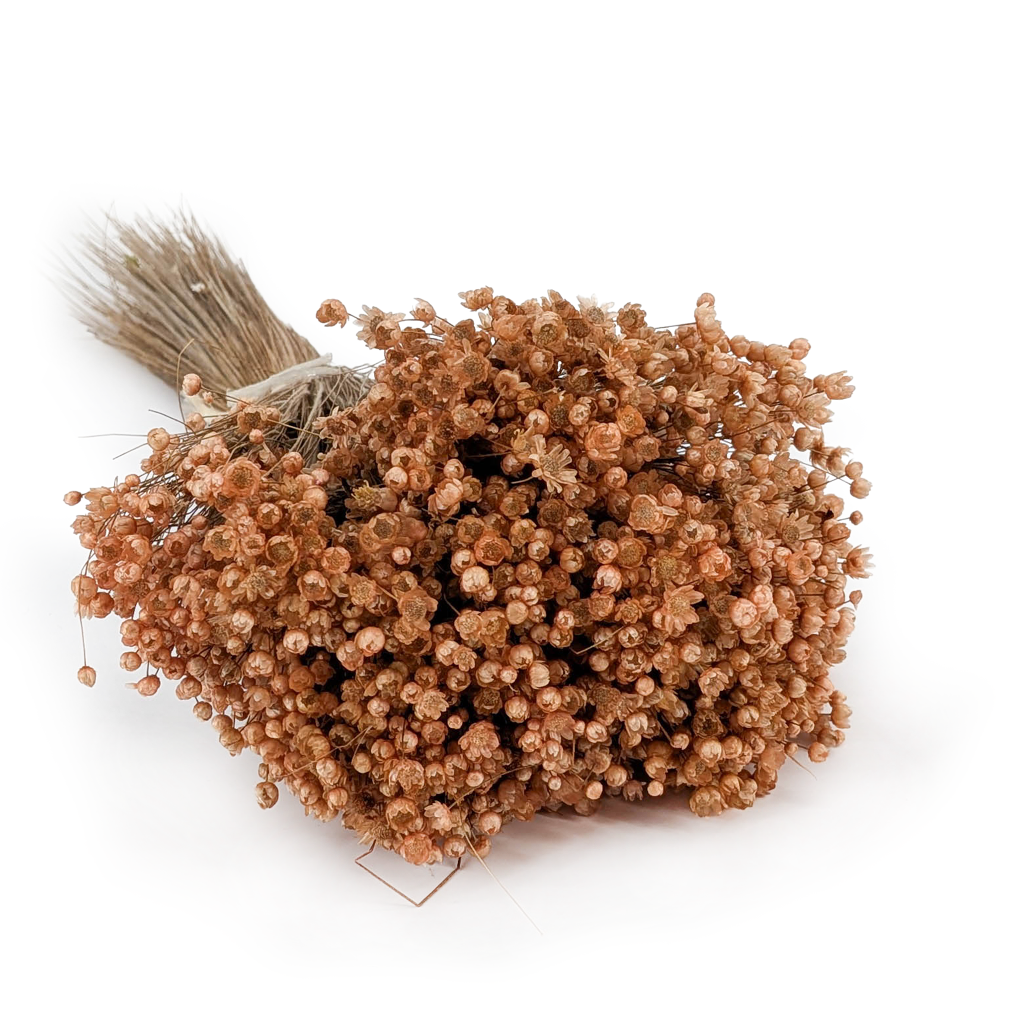 Dried Glixia - (Glixia Marcela) - Peach