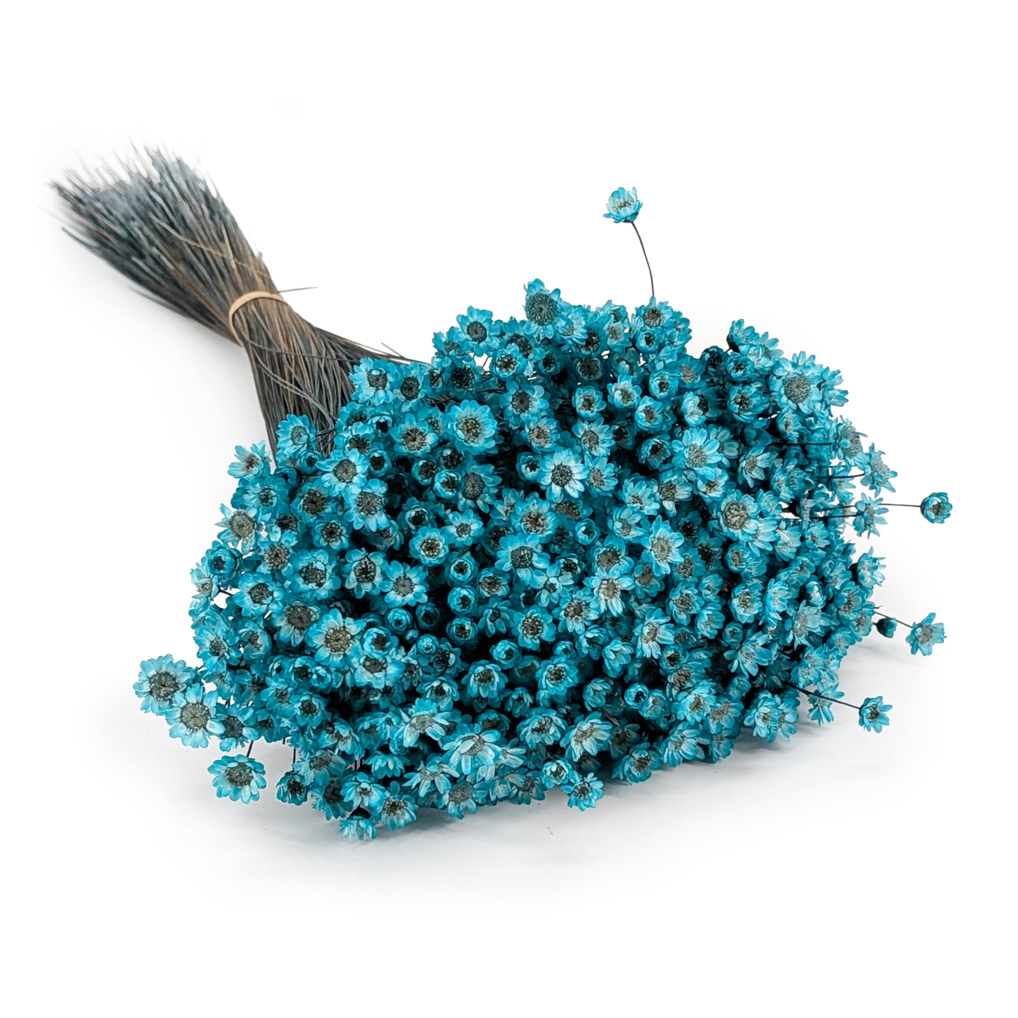 Dried Glixia - (Comanthera) - Blue