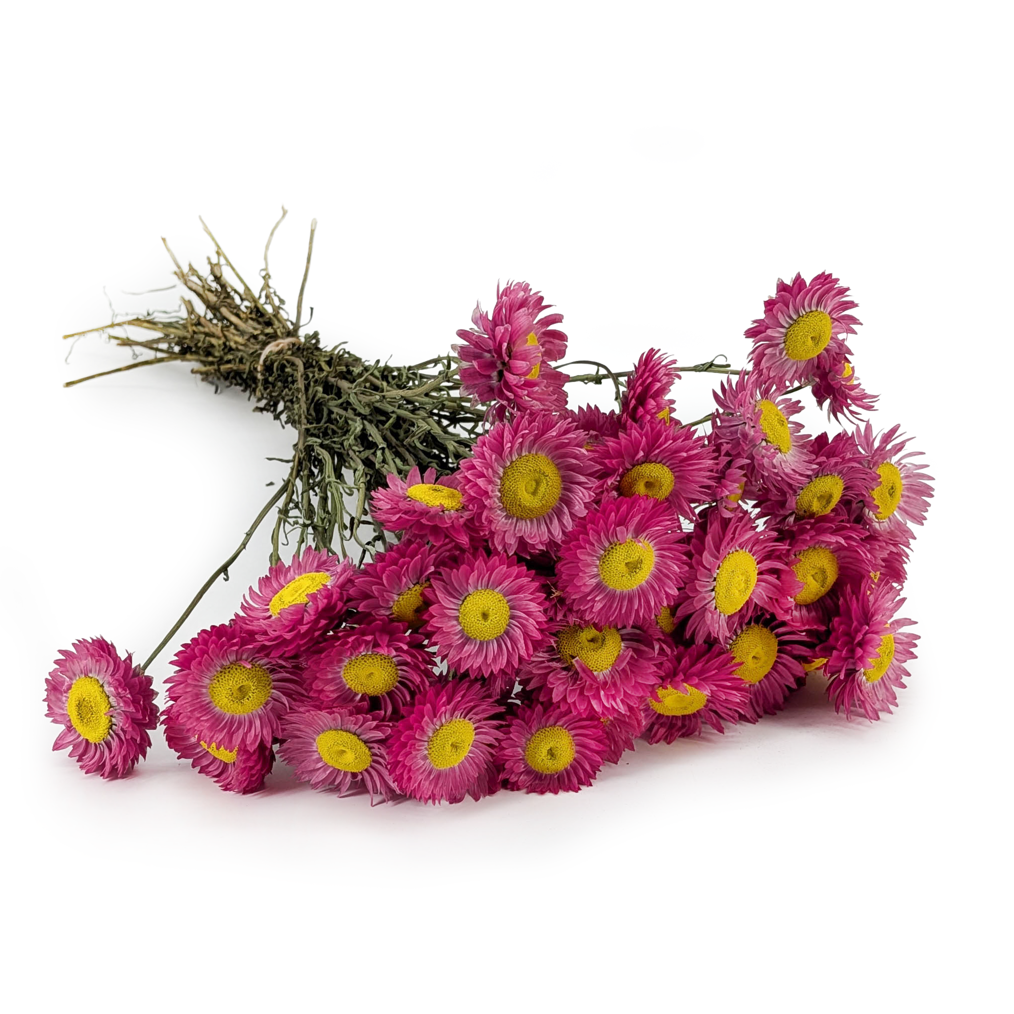 Dried Acroclinium – (Rhodanthe) – Dark Pink – PREMIUM 
