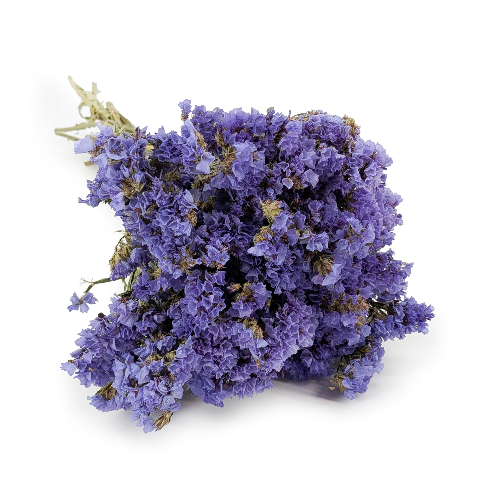 Statice Limonium sinuatum – Blue 