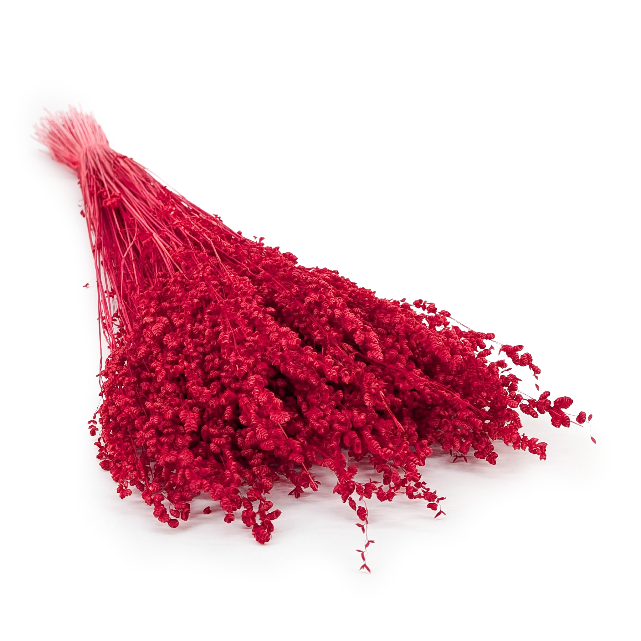 Dried Mini Quaking Grass -  Briza minima – Red