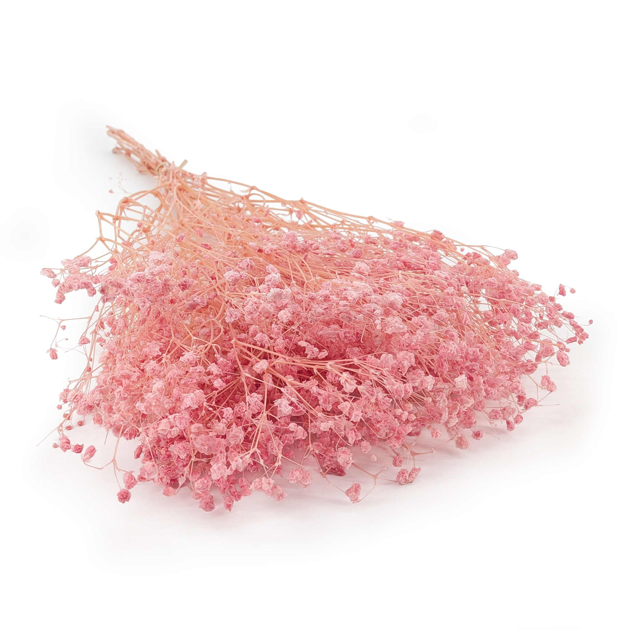 Preserved Gypsophila - Cotton - (Gypsophila) - Powder Pink
