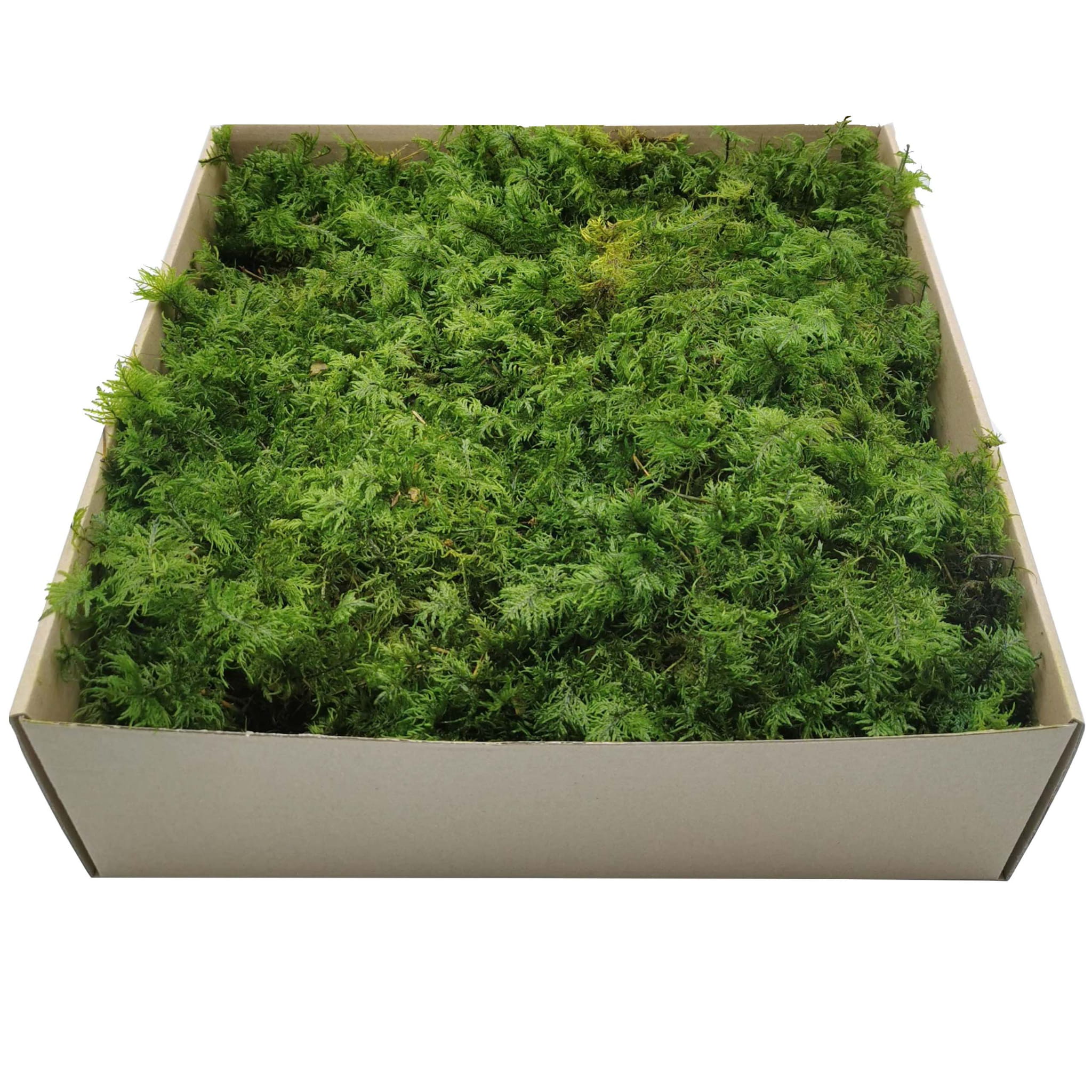 Mountain Fern Moss - Light Green - 200g