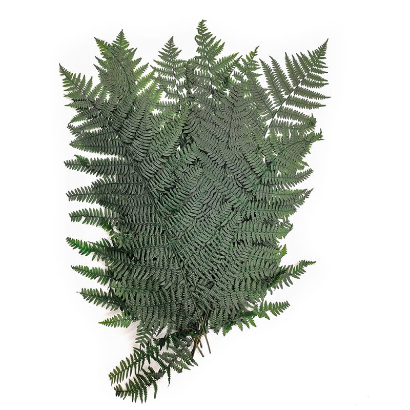 Preserved Fern - Lady fern - Green