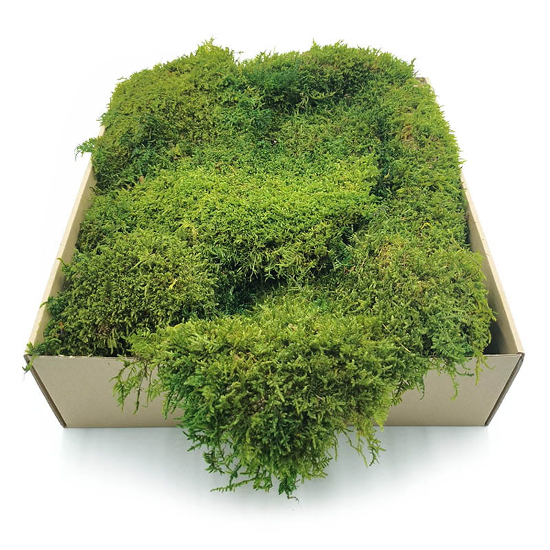 Flat Moss - Sweden - Light Green Natural 200g NET
