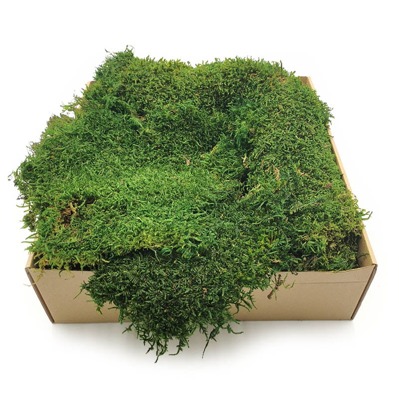 Flat Moss - Sweden - Dark Green Natural 200g NET