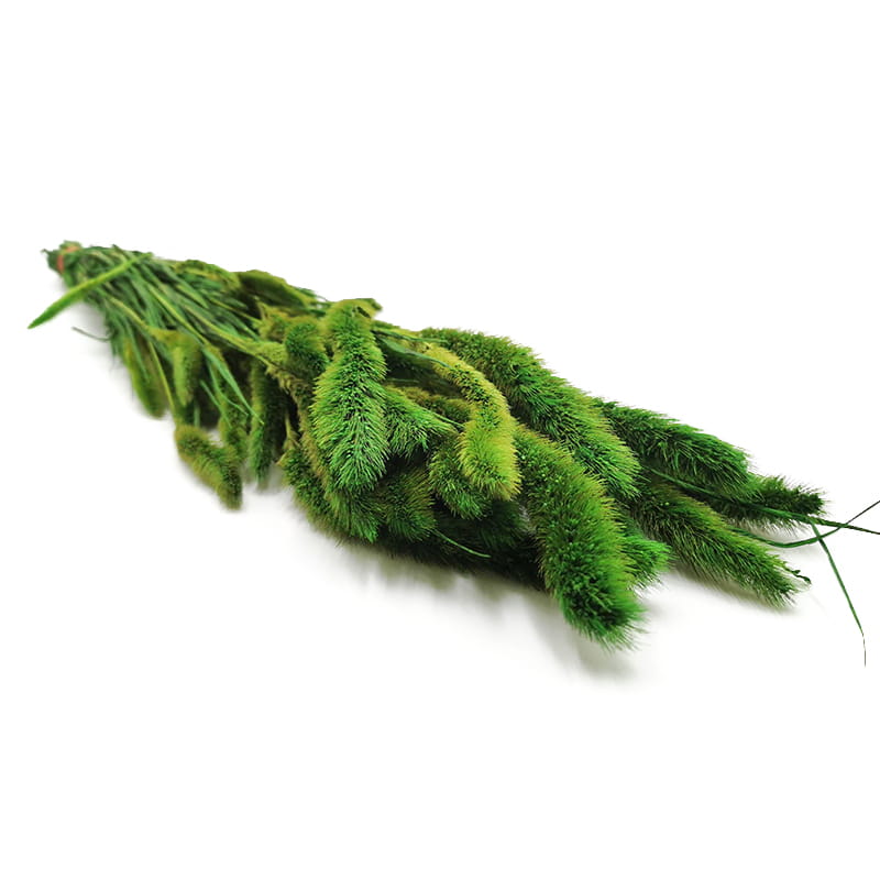 Setarea Preserved - Bristle Grass - Foxtail - Green