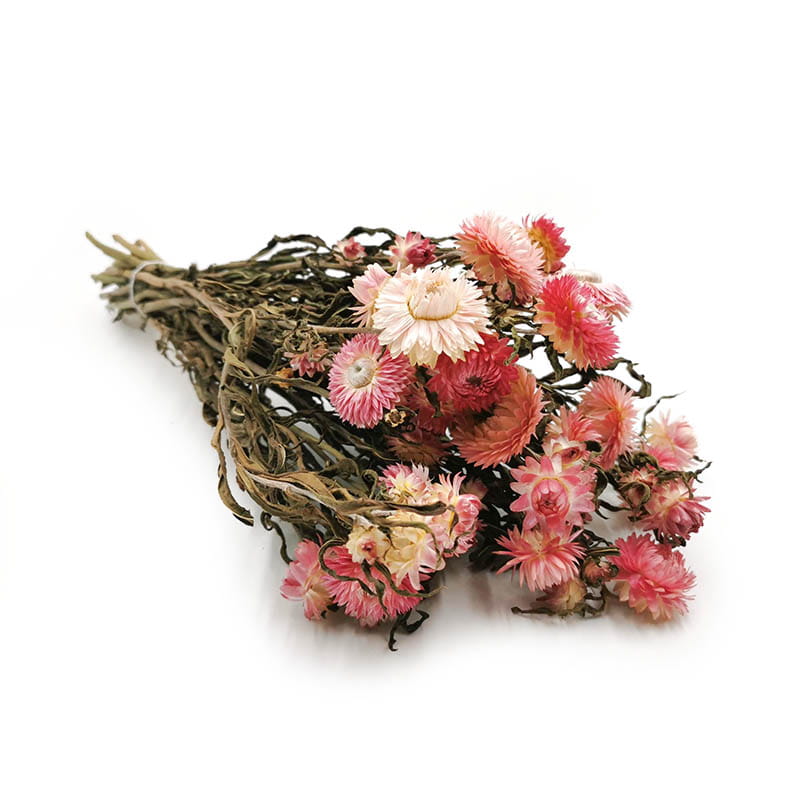 Helichrysum bracteatum Dried - Everlasting Flower - Pink