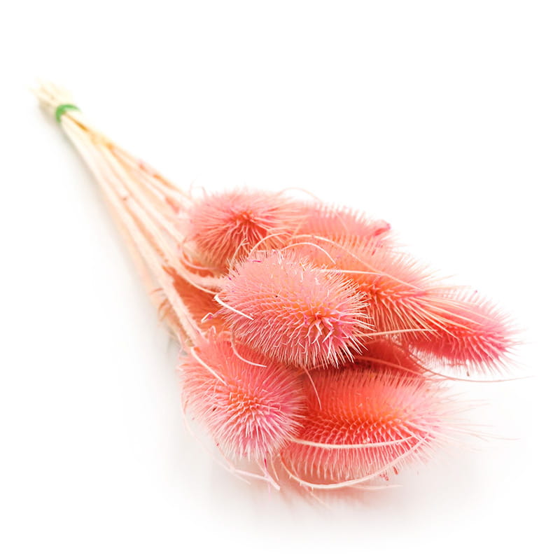 Teasel - Thistle - Dipsacus - Pink