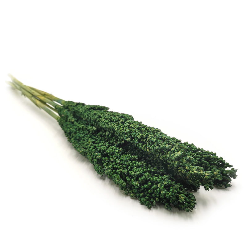 Sorghum Millet Premium - Green - bouquet 10pcs