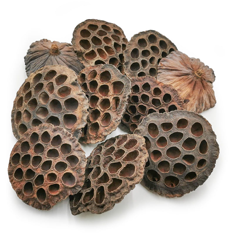 Large XXL Lotus (Natural) - Exotic Dried - Pack of 10