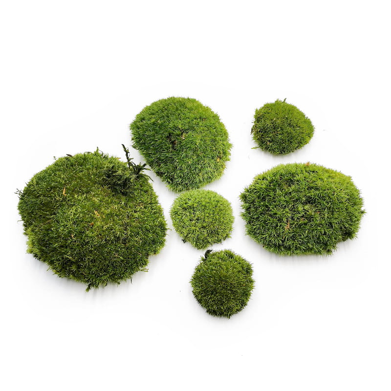 Ball Moss – Dark Green Natural – 0.5m² (100x50cm) – France