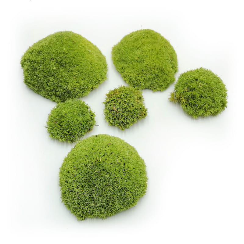 Ball Moss – Light Green Natural – 0.5m² (100x50cm) – France