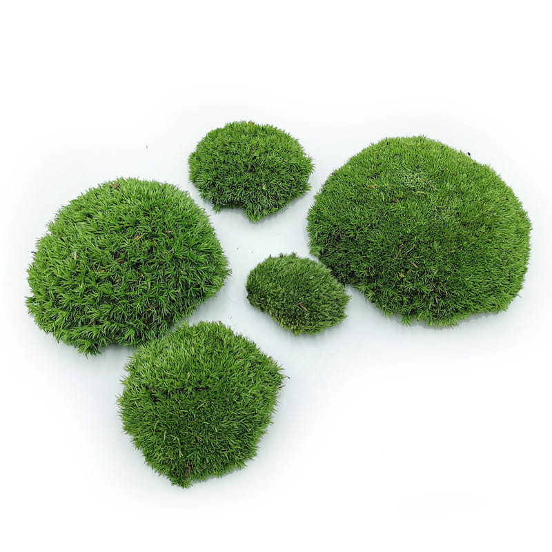 Ball Moss – Medium Green Natural – 0.1m² (40x25cm) – France