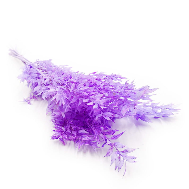 Ruscus Preserved - Lilac