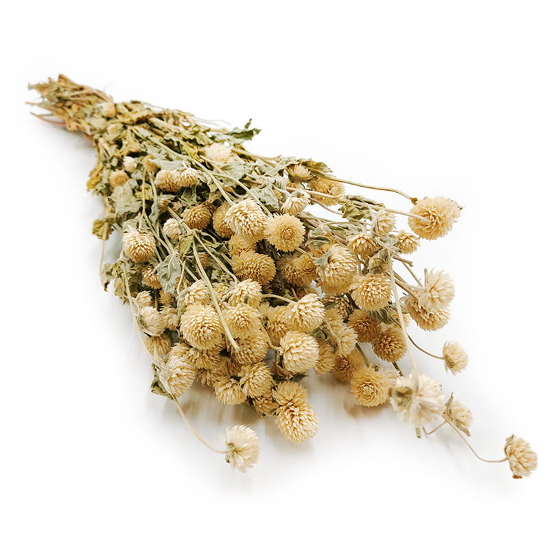 Globe Amaranth Dried - Gomphrena Globosa - Natural White
