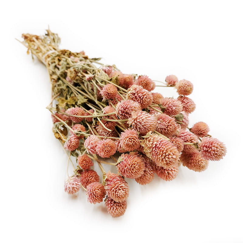 Globe Amaranth Dried - Gomphrena Globosa - Pink