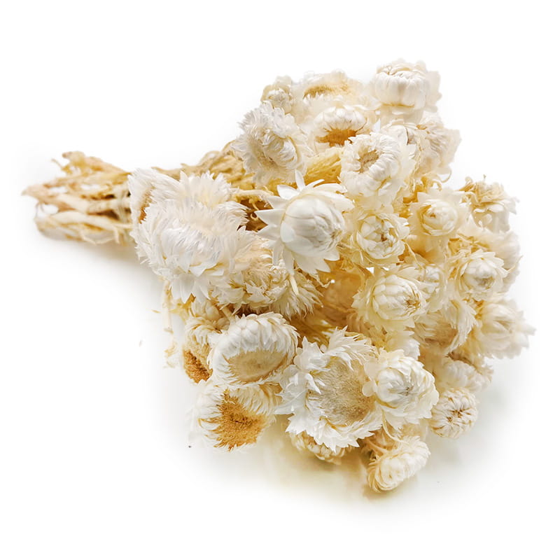 Helichrysum bracteatum Dried - Everlasting Flower - Bleached